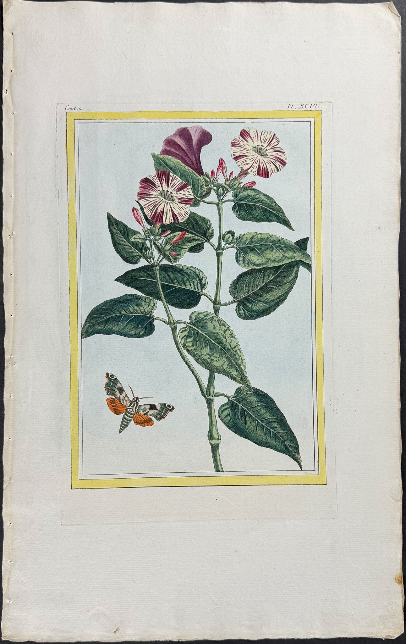 Botanical & Moth