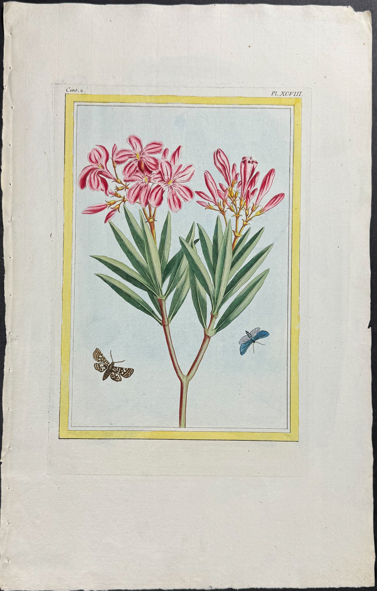 Oleander & Moths