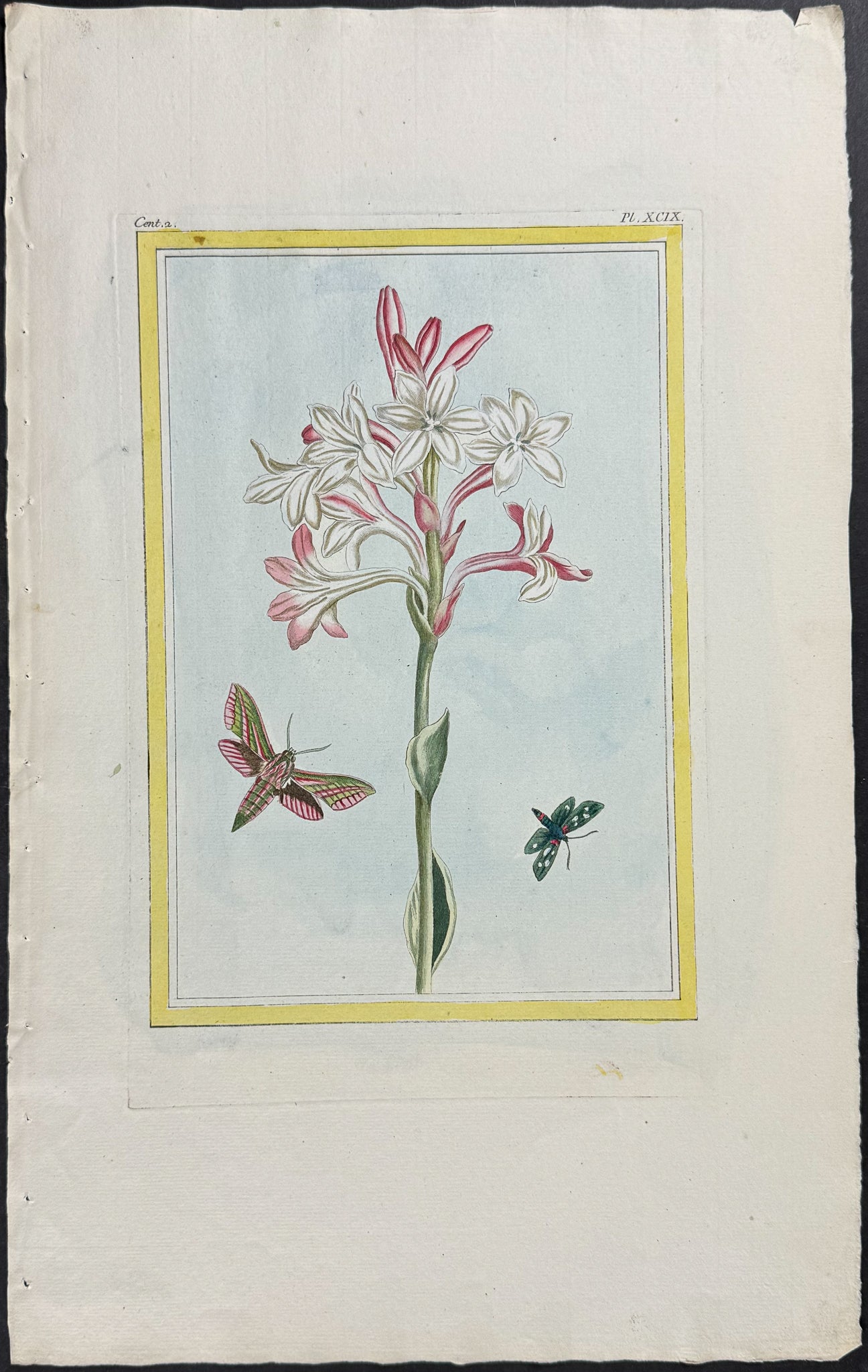 Tuberose & Moths