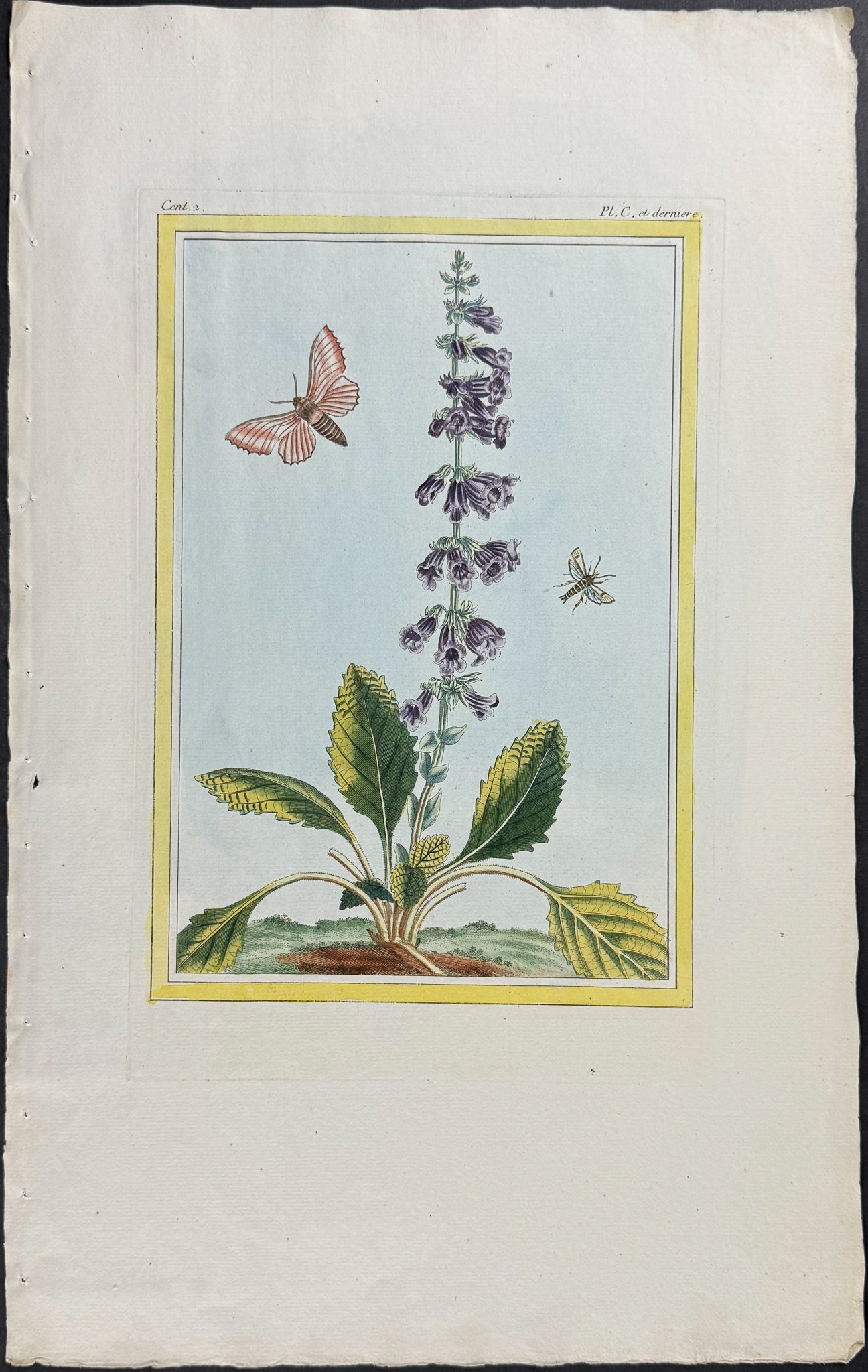 Lemon Balm, Moth, & Insect