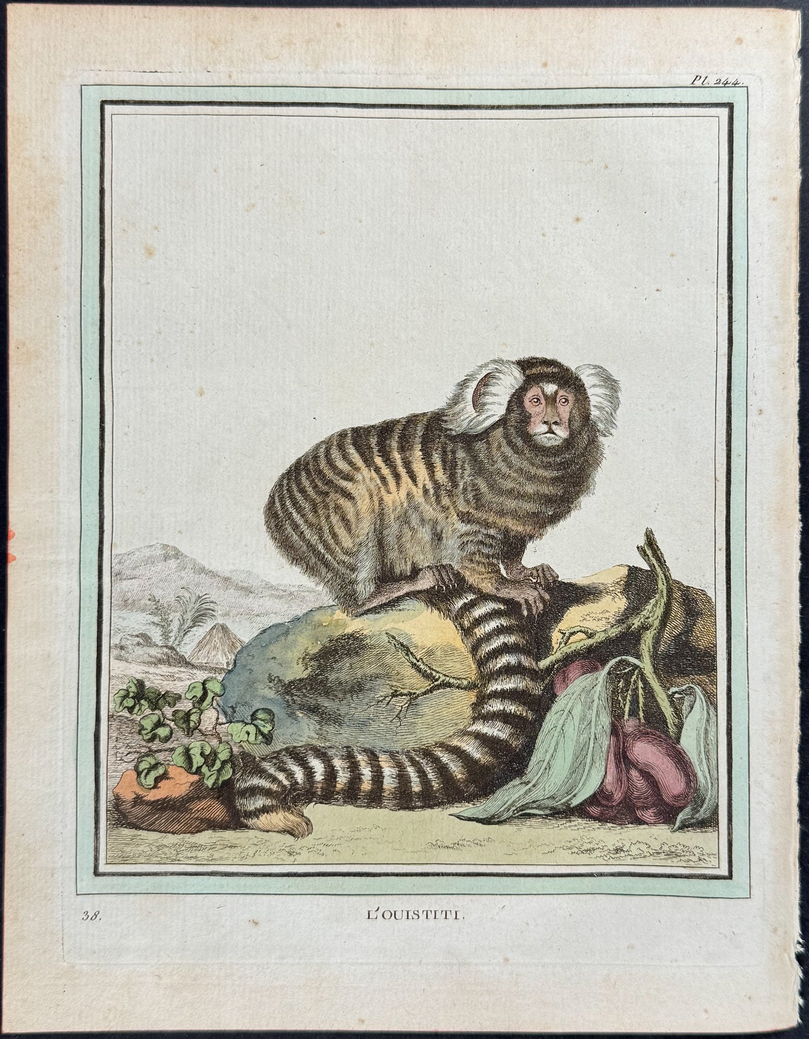 Marmoset