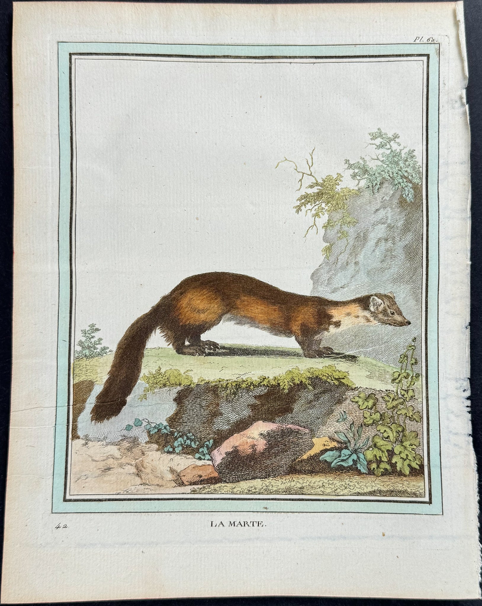 Marten