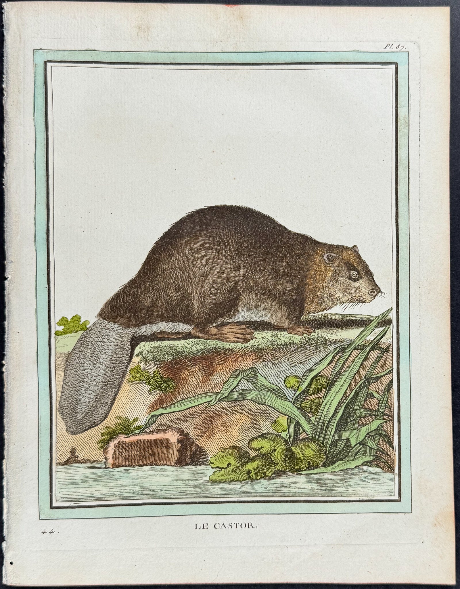 Beaver