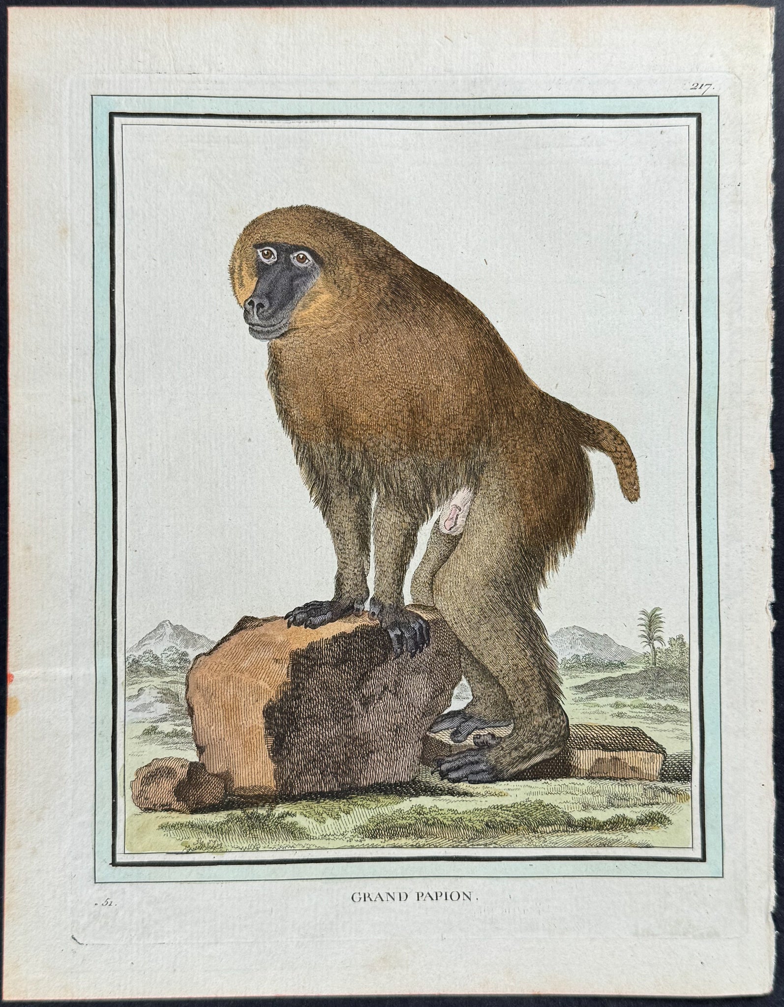 Baboon