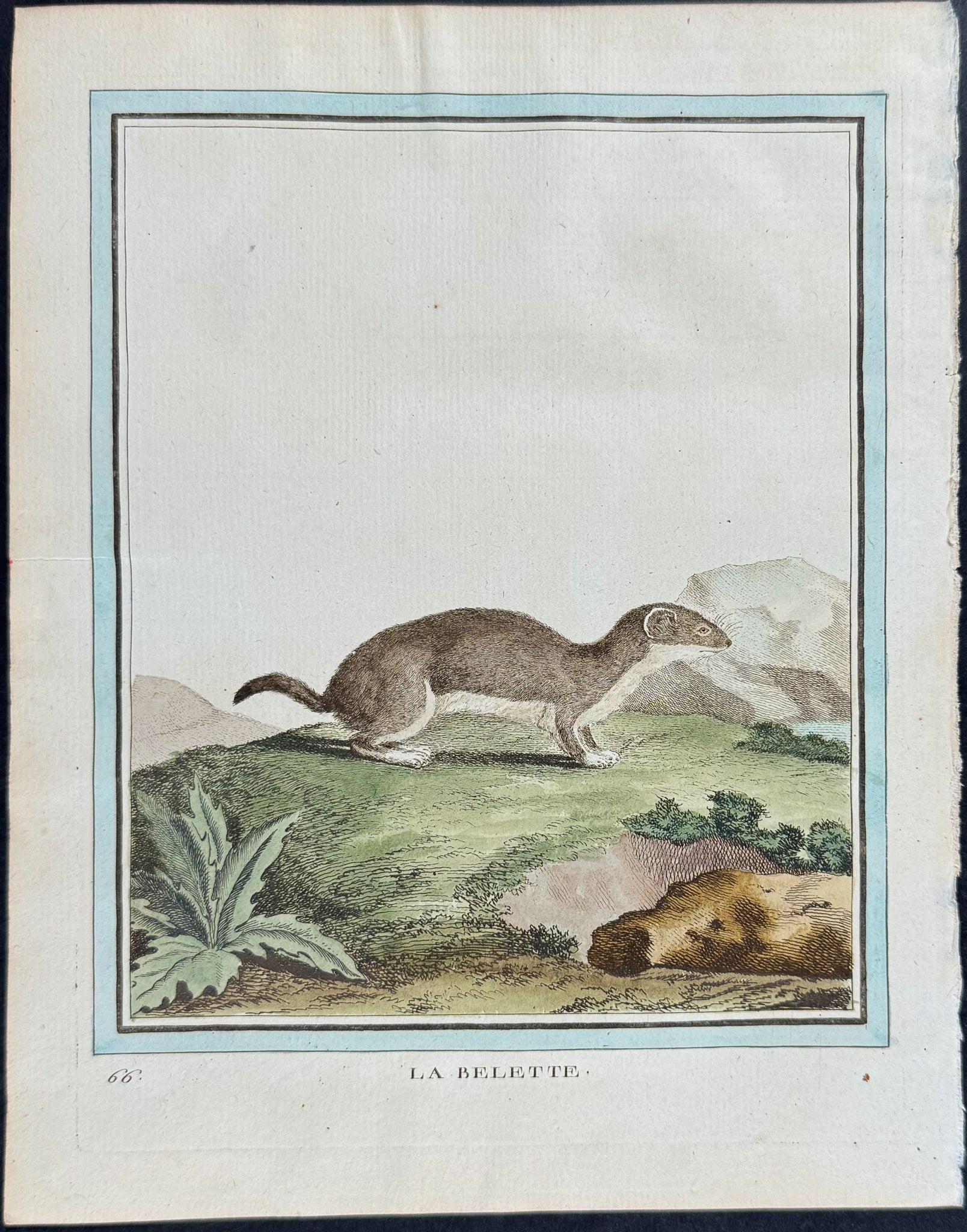 Weasel