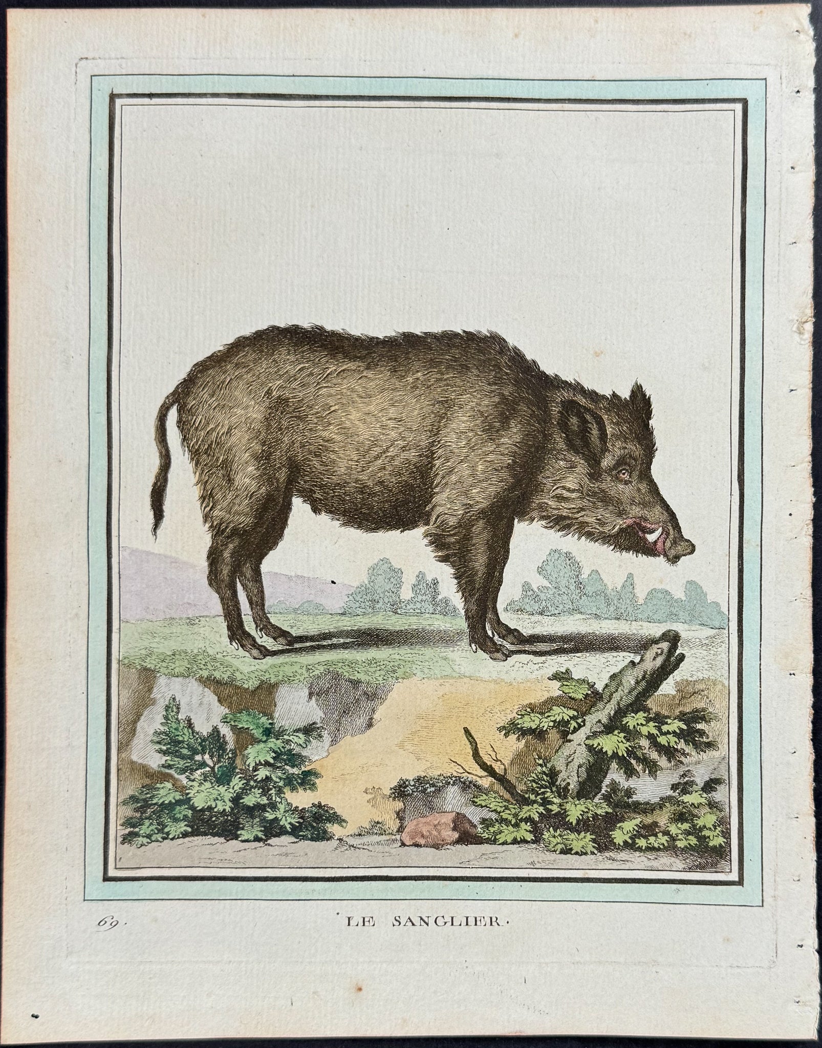 Hog