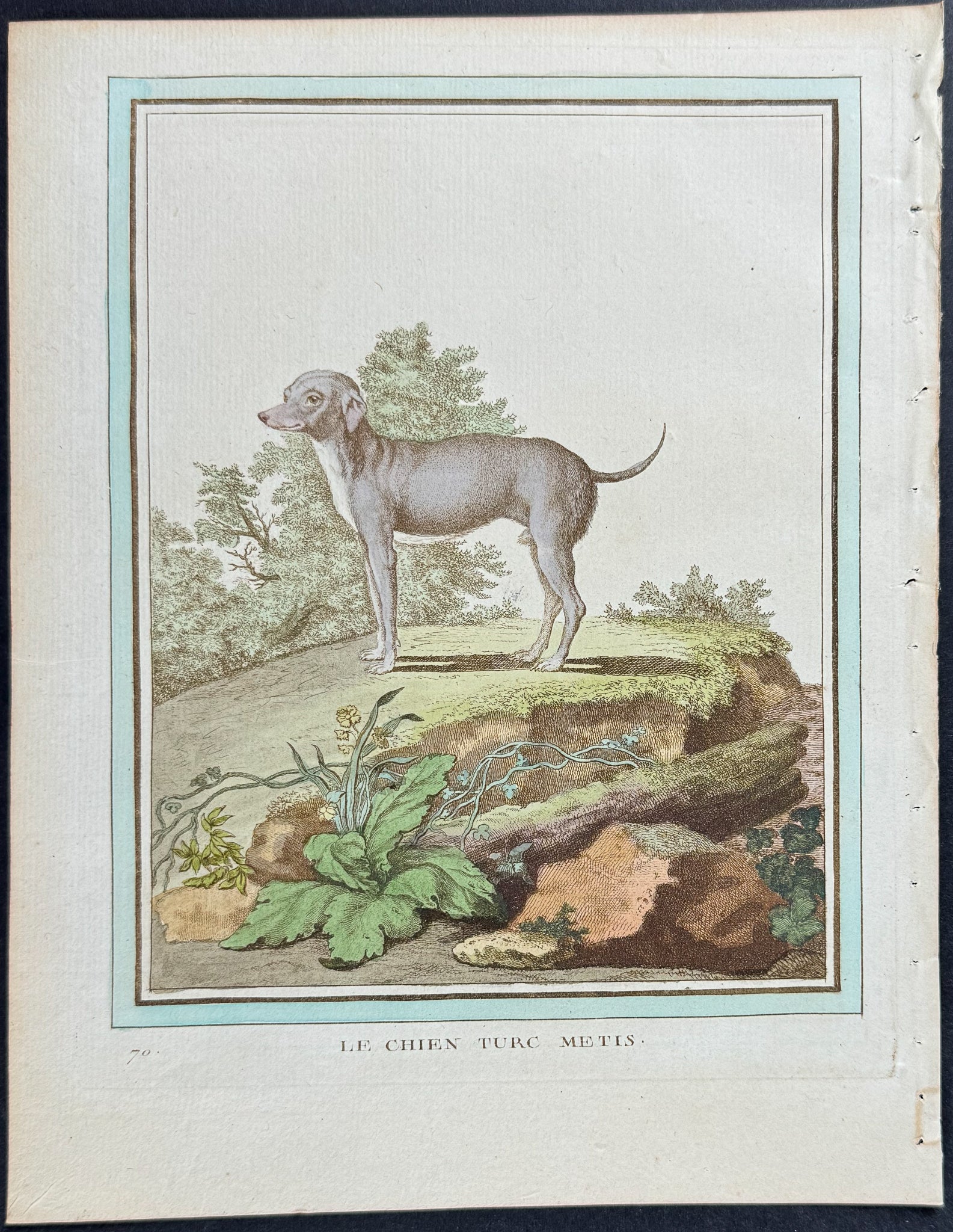 Dog