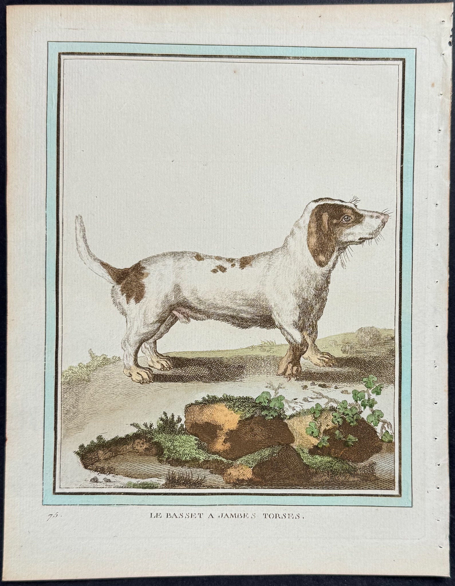 Dog - Bassett Hound