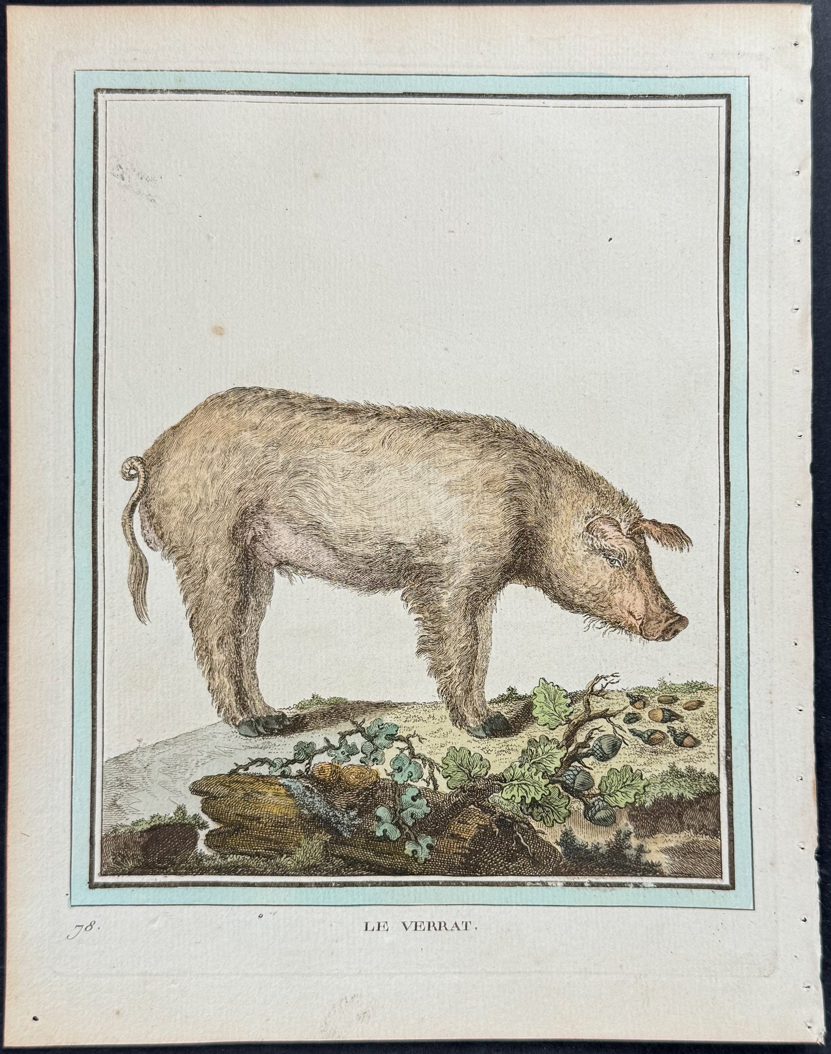 Pig
