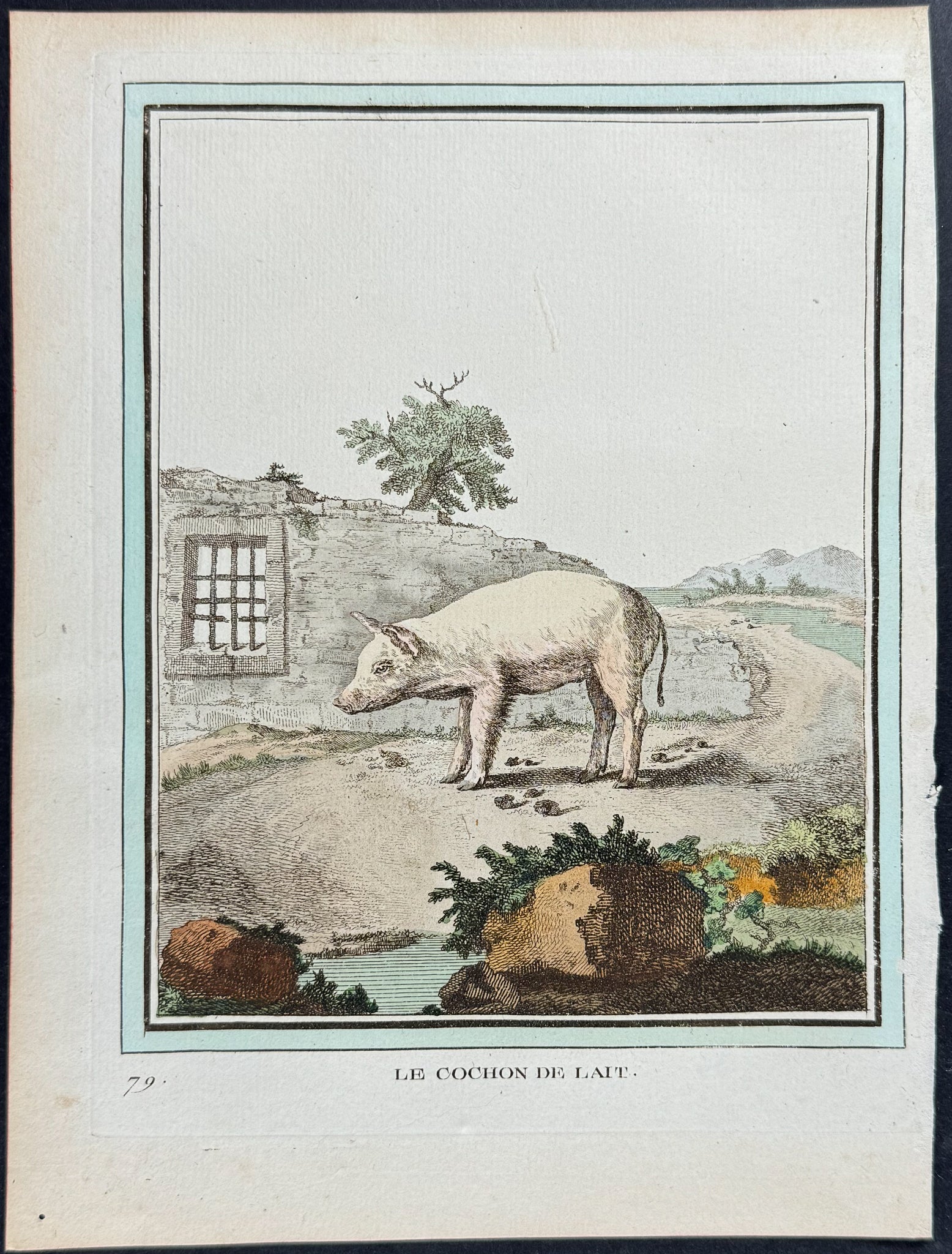 Pig