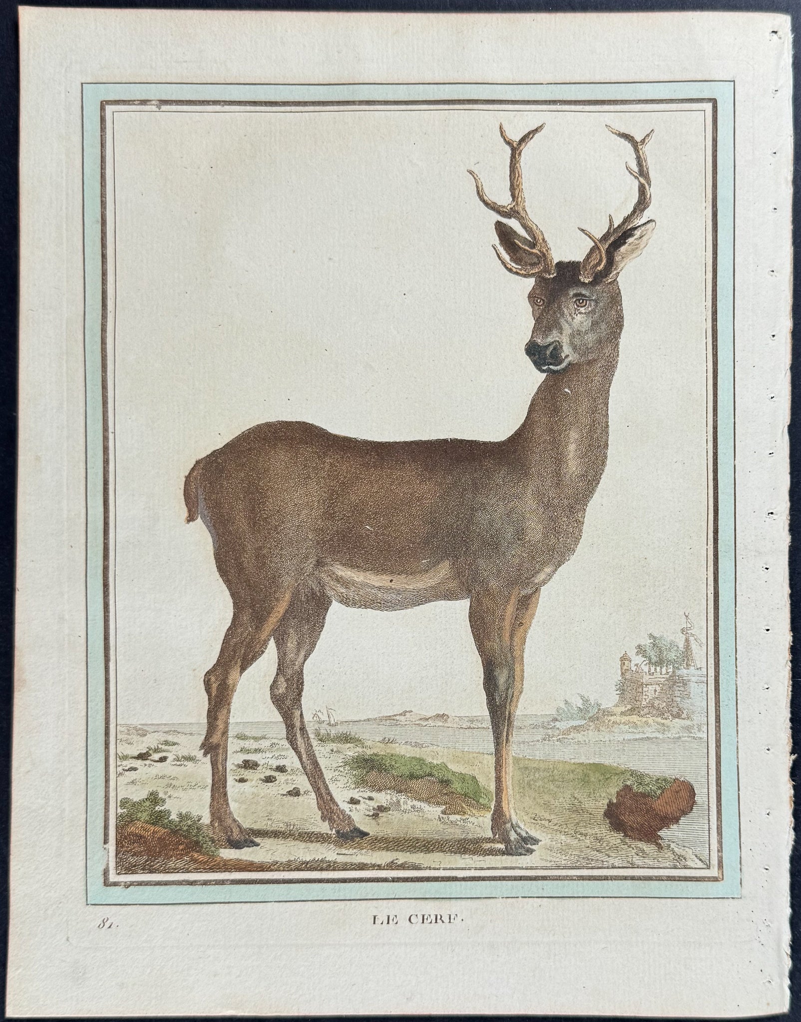 Deer