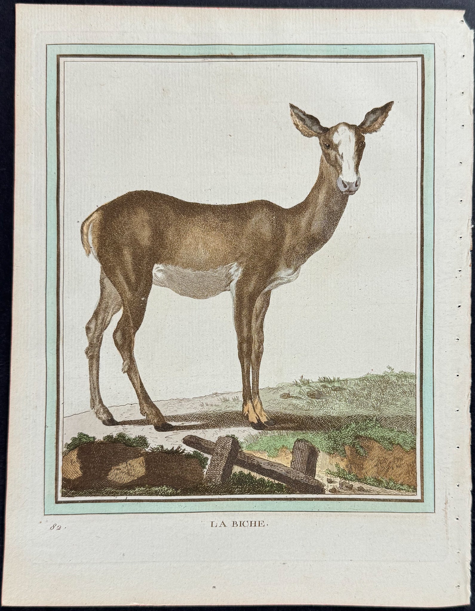 Deer, Doe