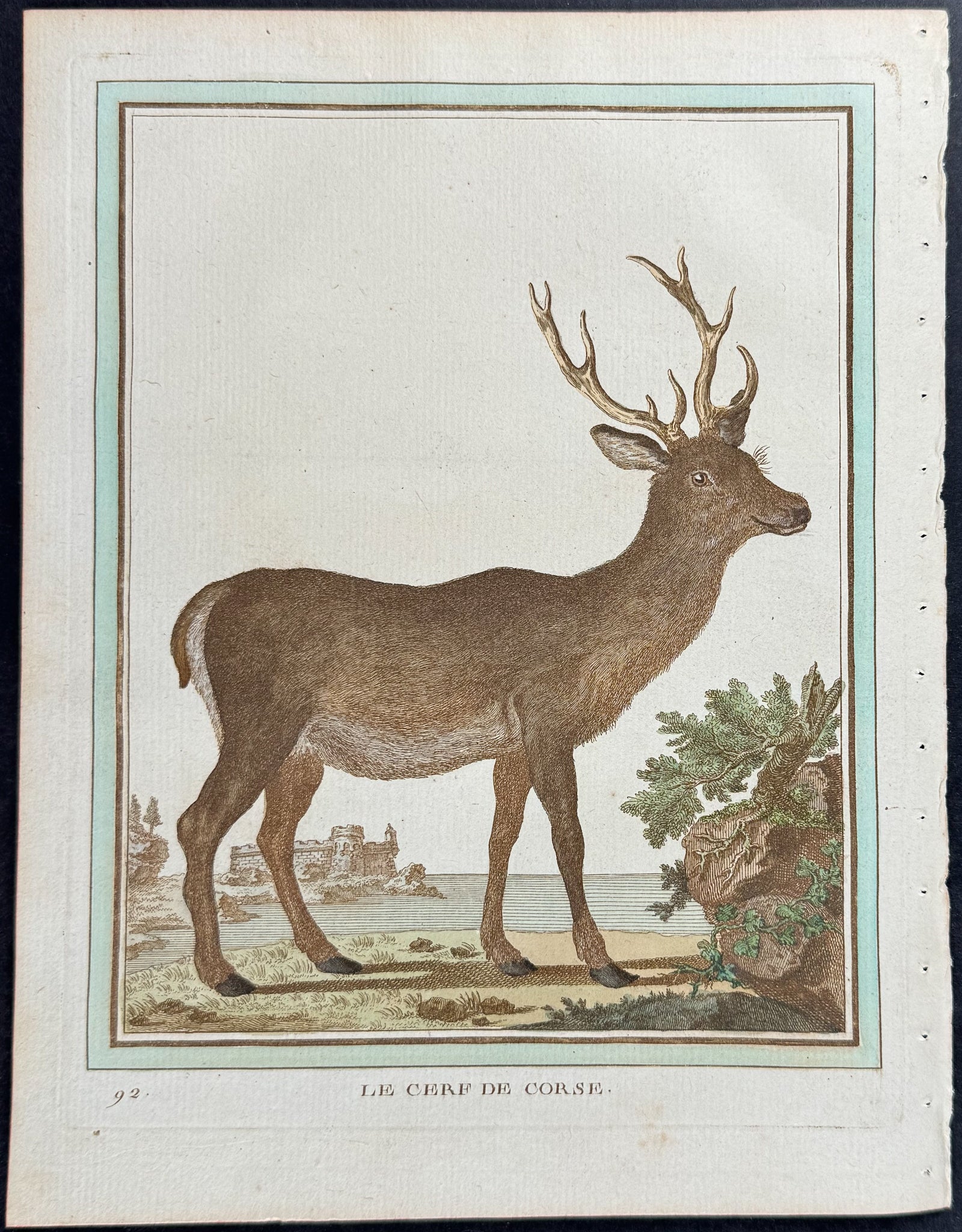 Deer
