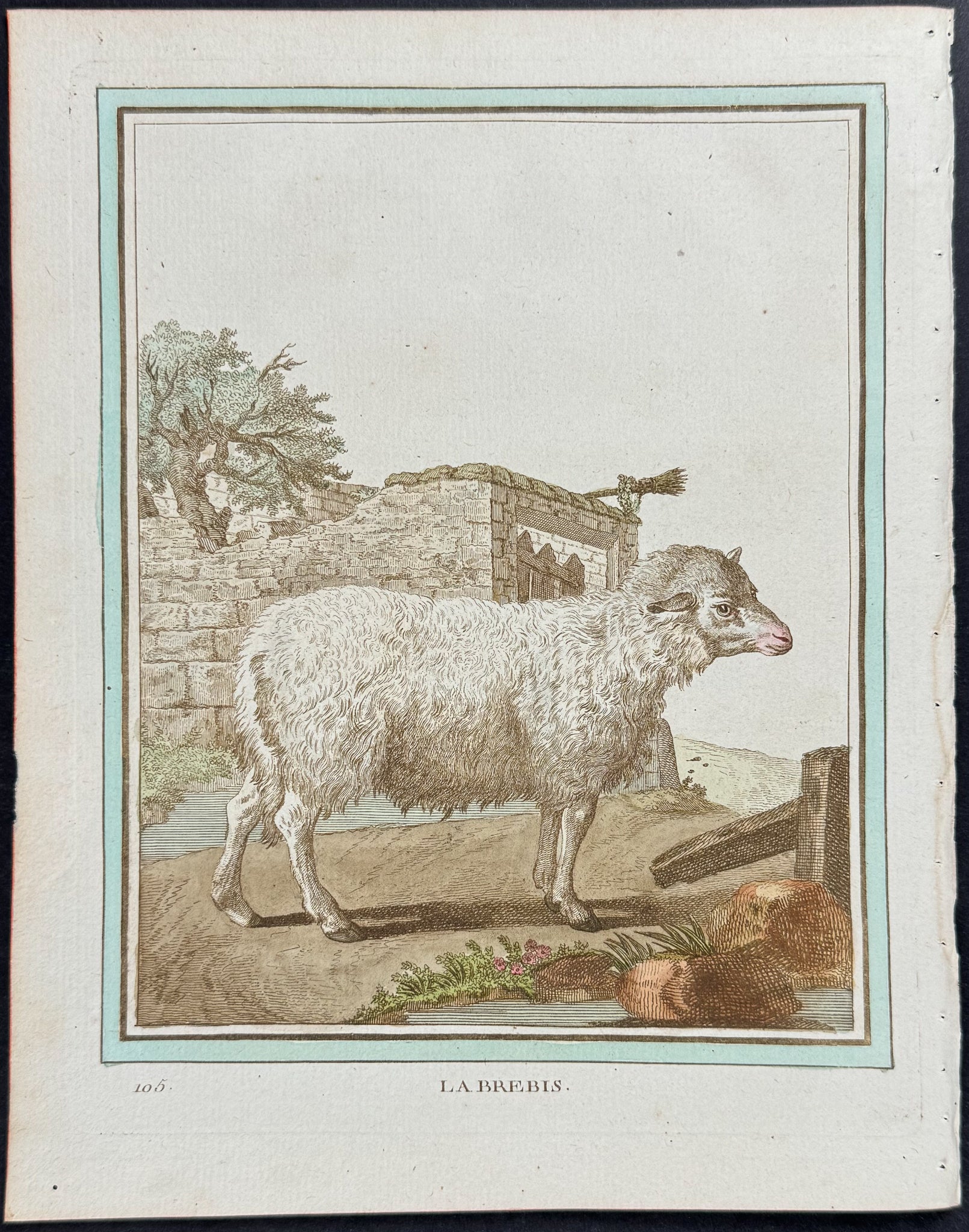 Sheep