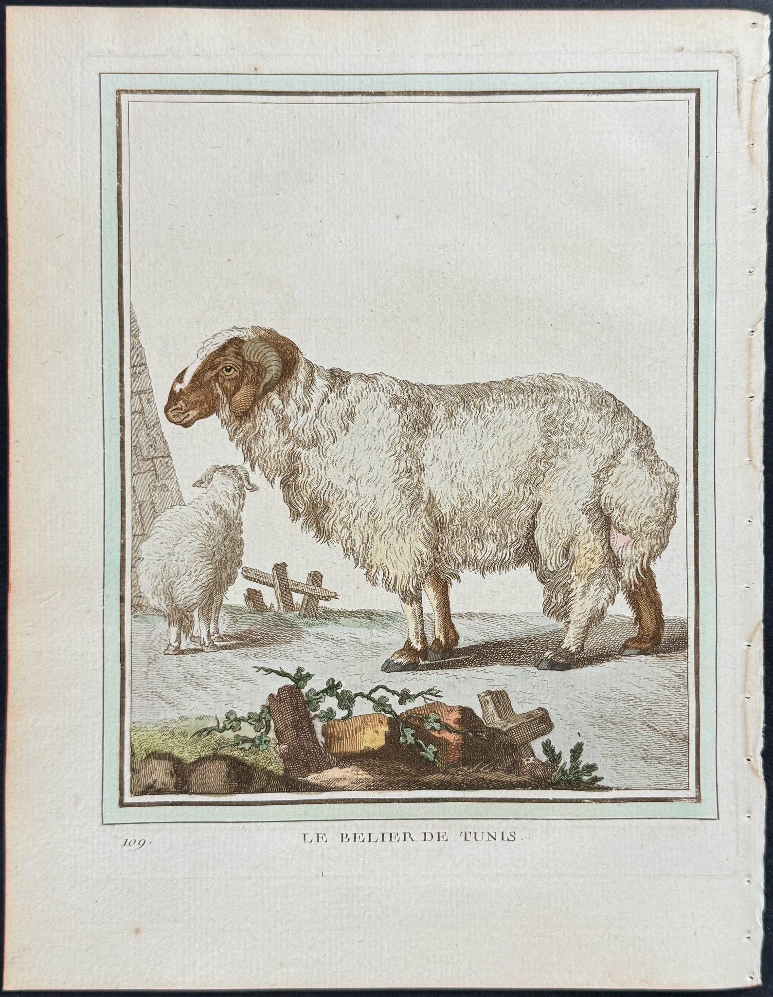 Sheep