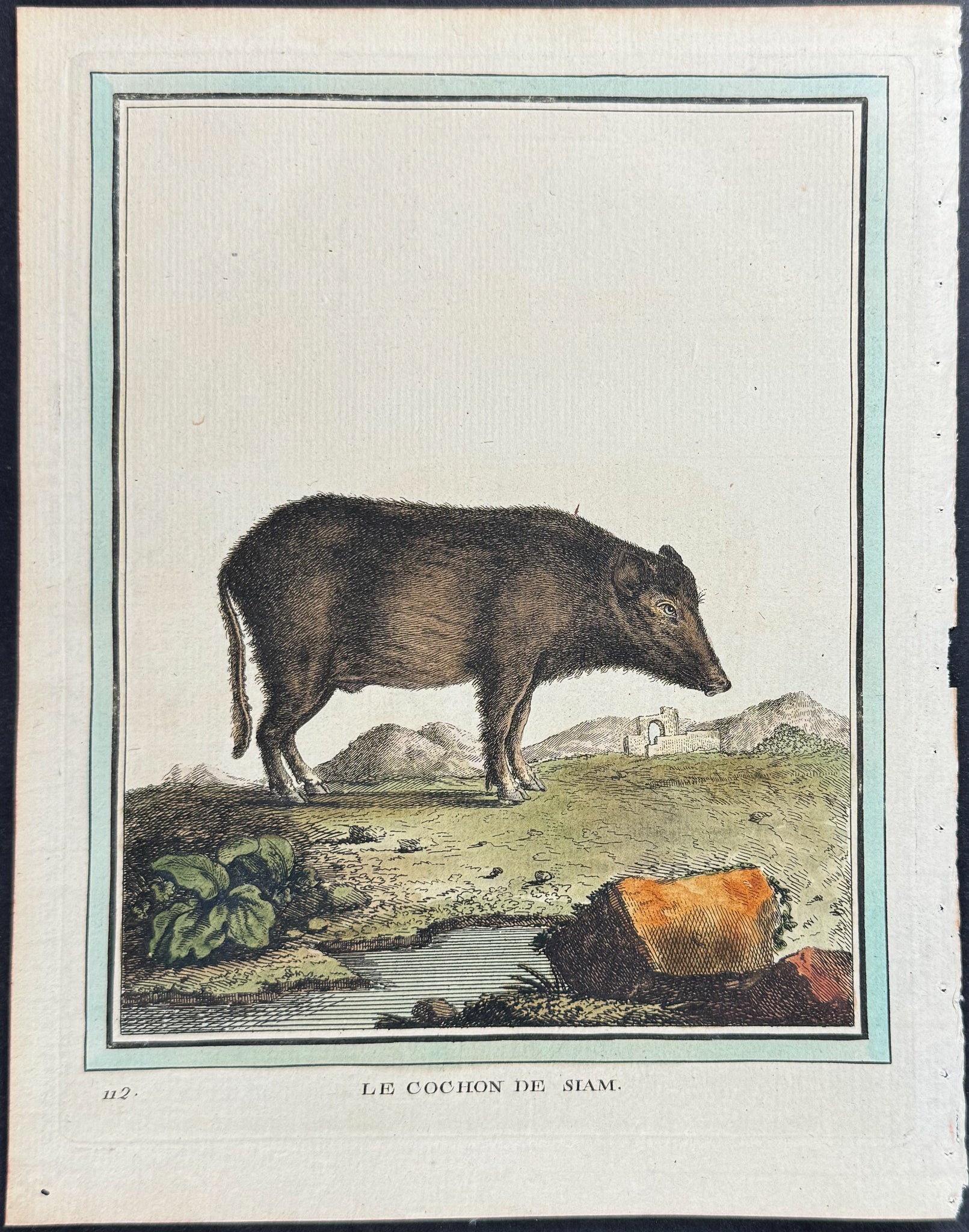 Pig