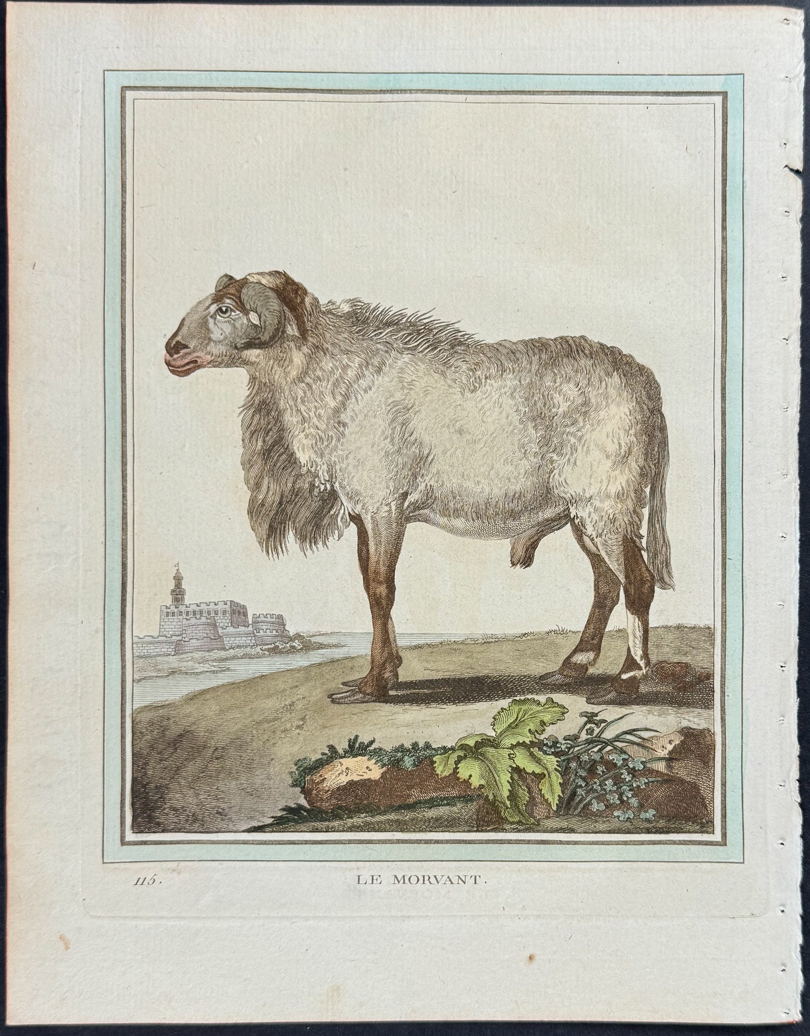 Sheep