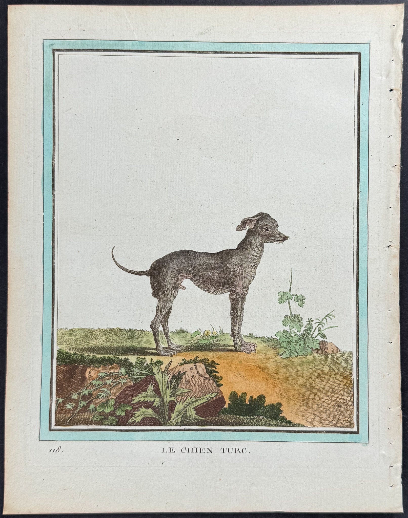 Dog