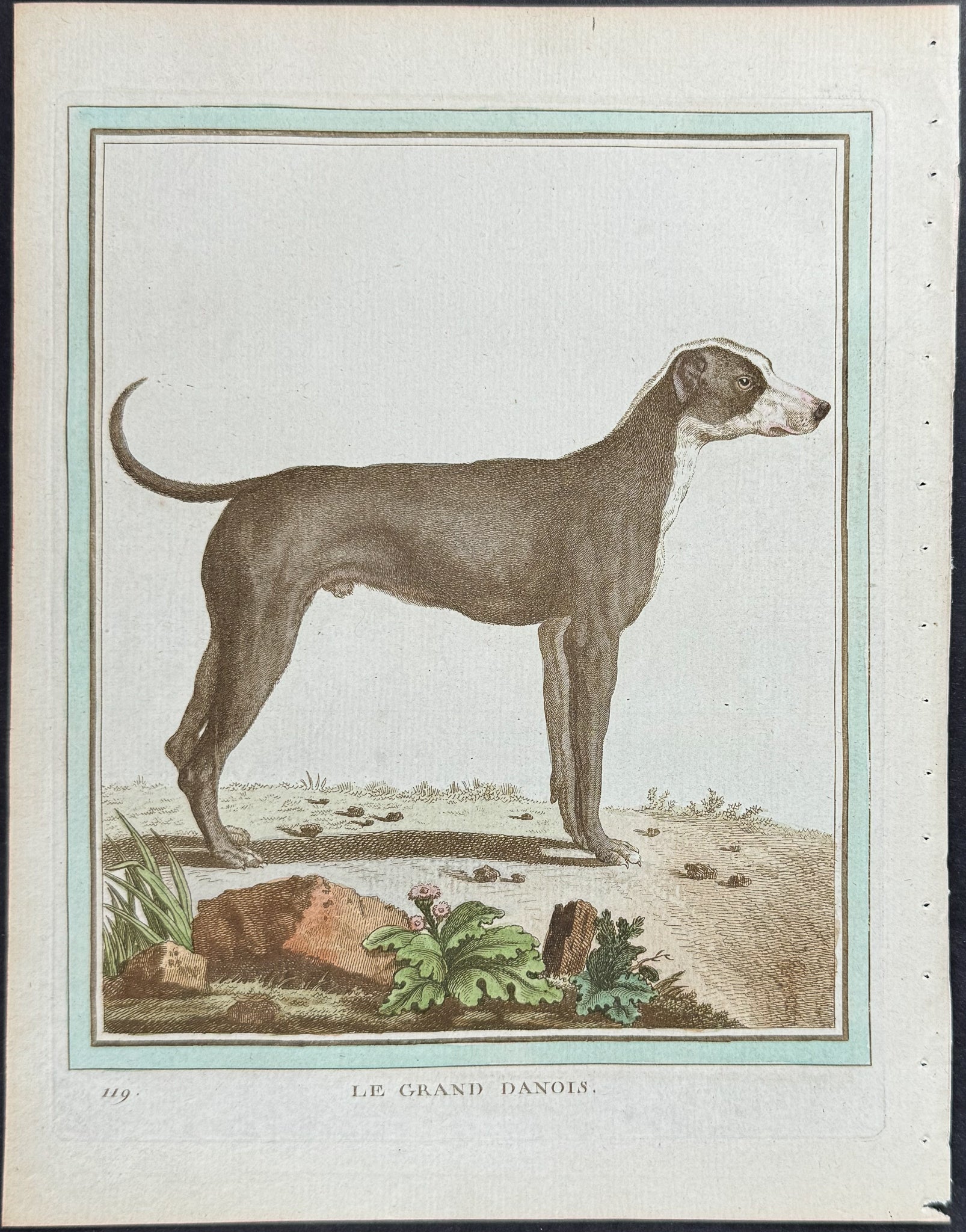 Dog