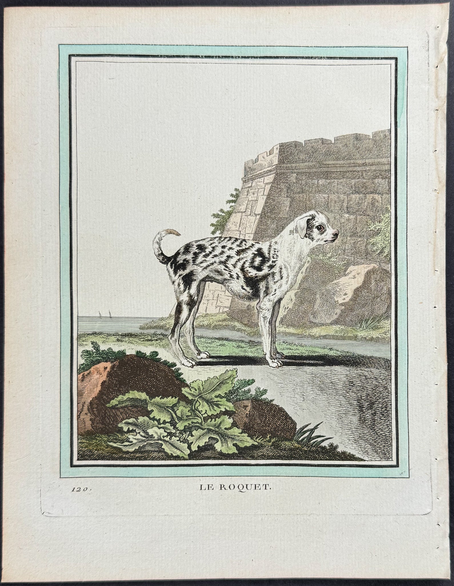 Dog