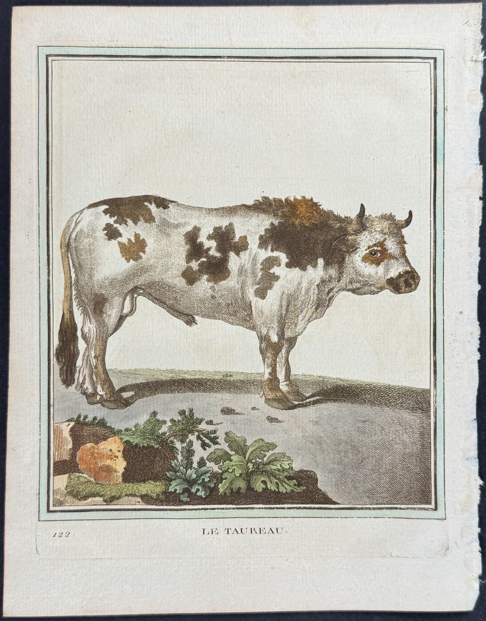 Cow