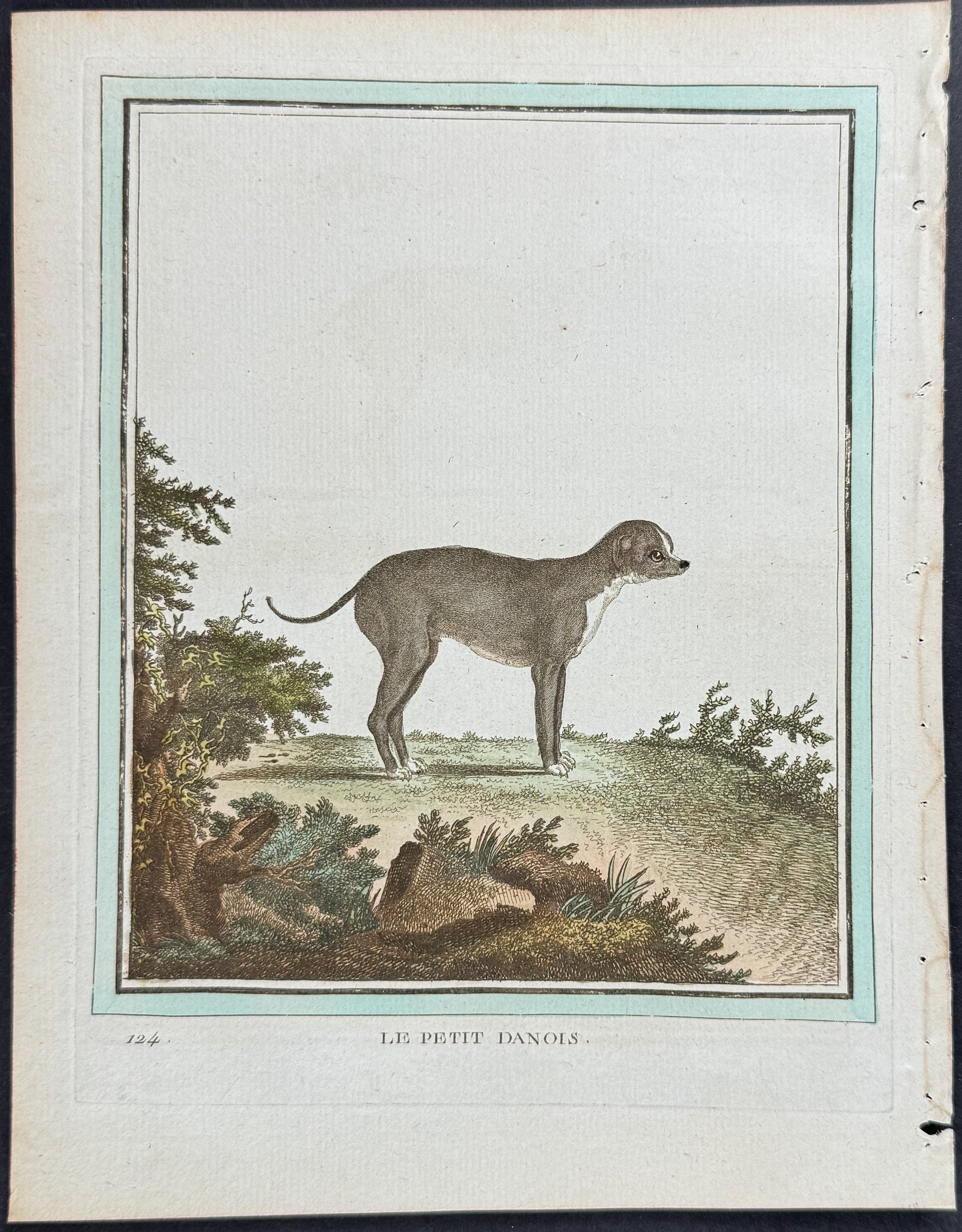 Dog