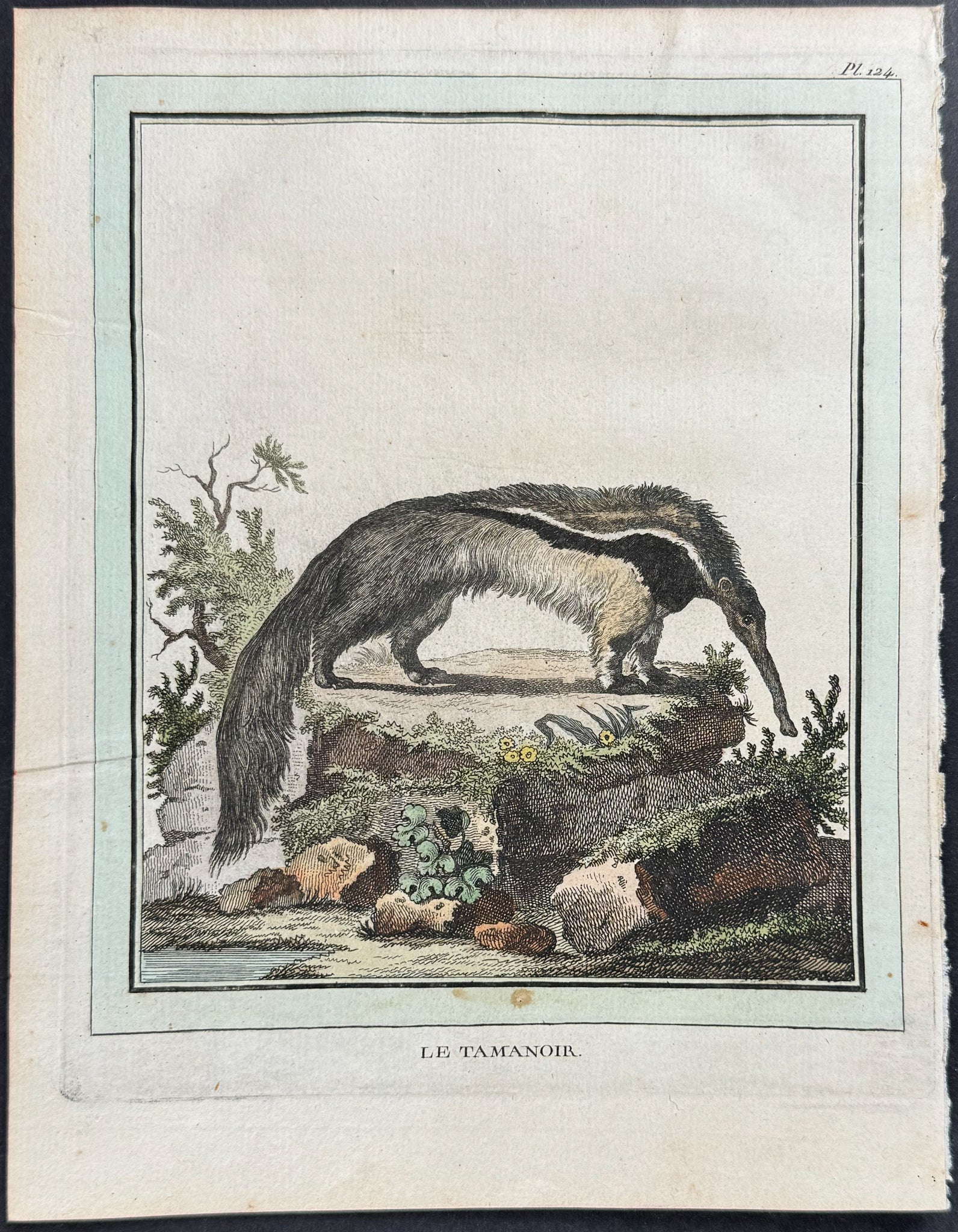 Anteater