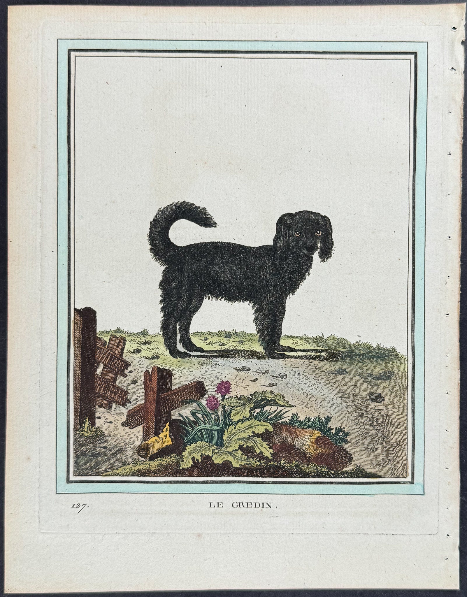 Dog