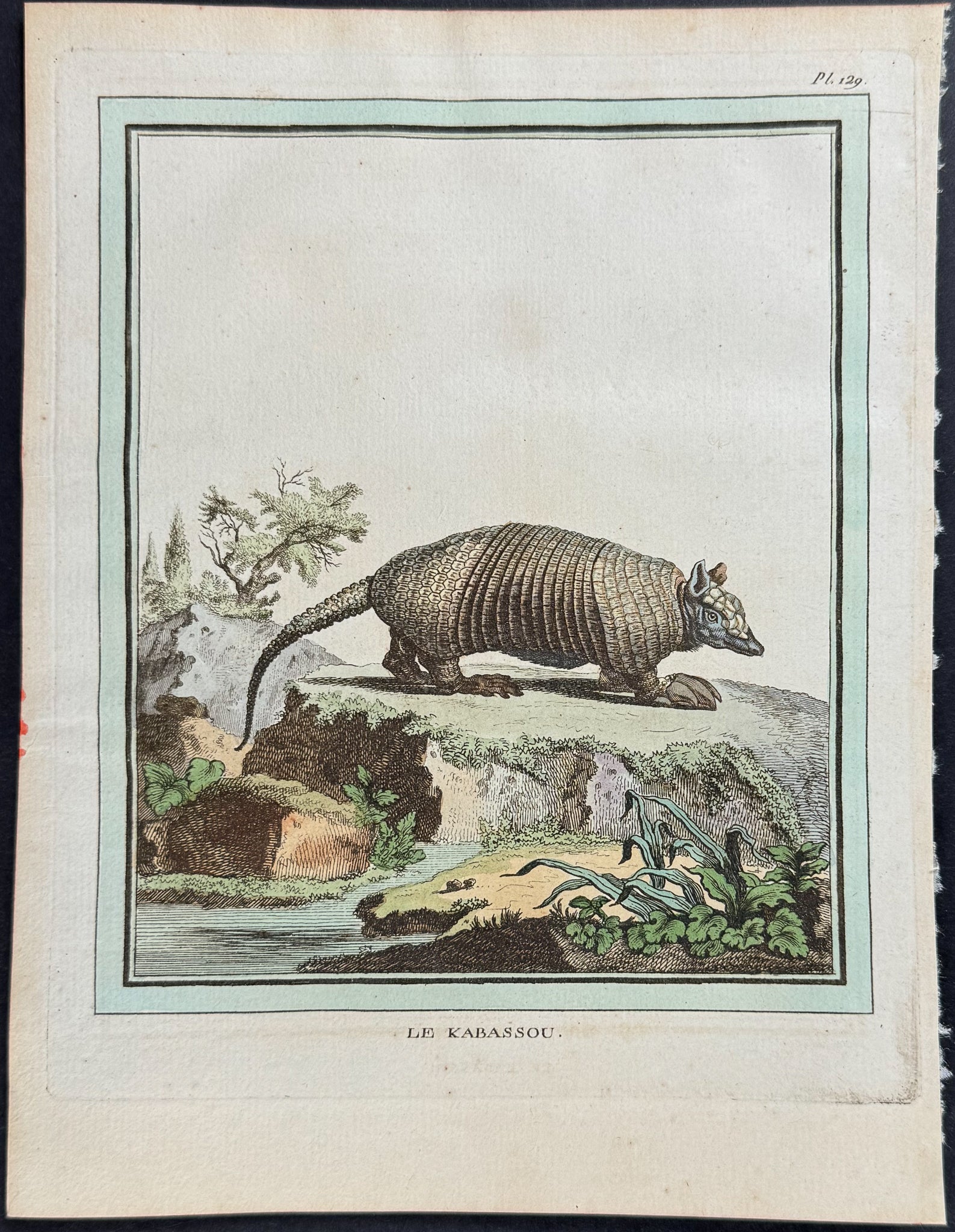 Armadillo