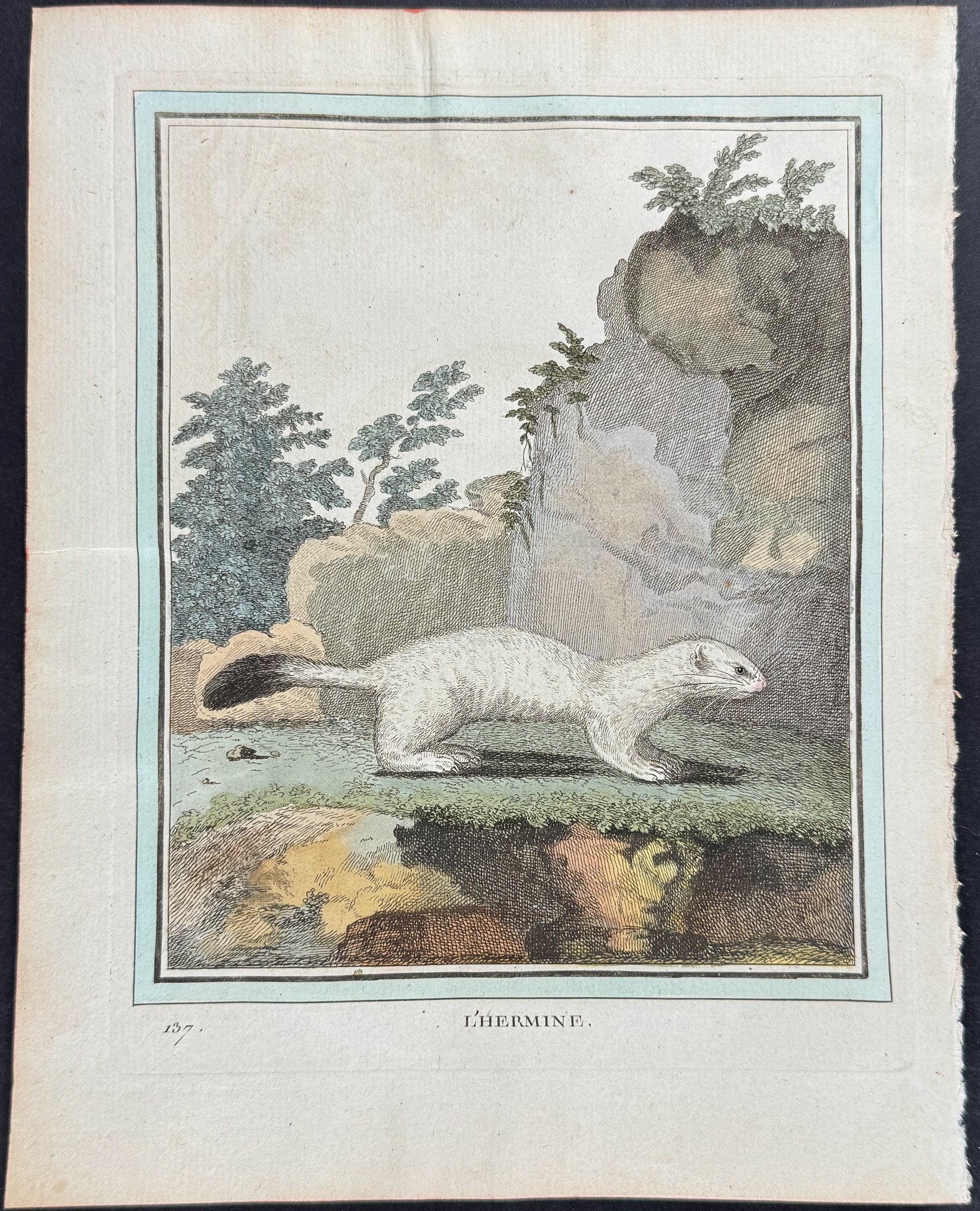 Stoat