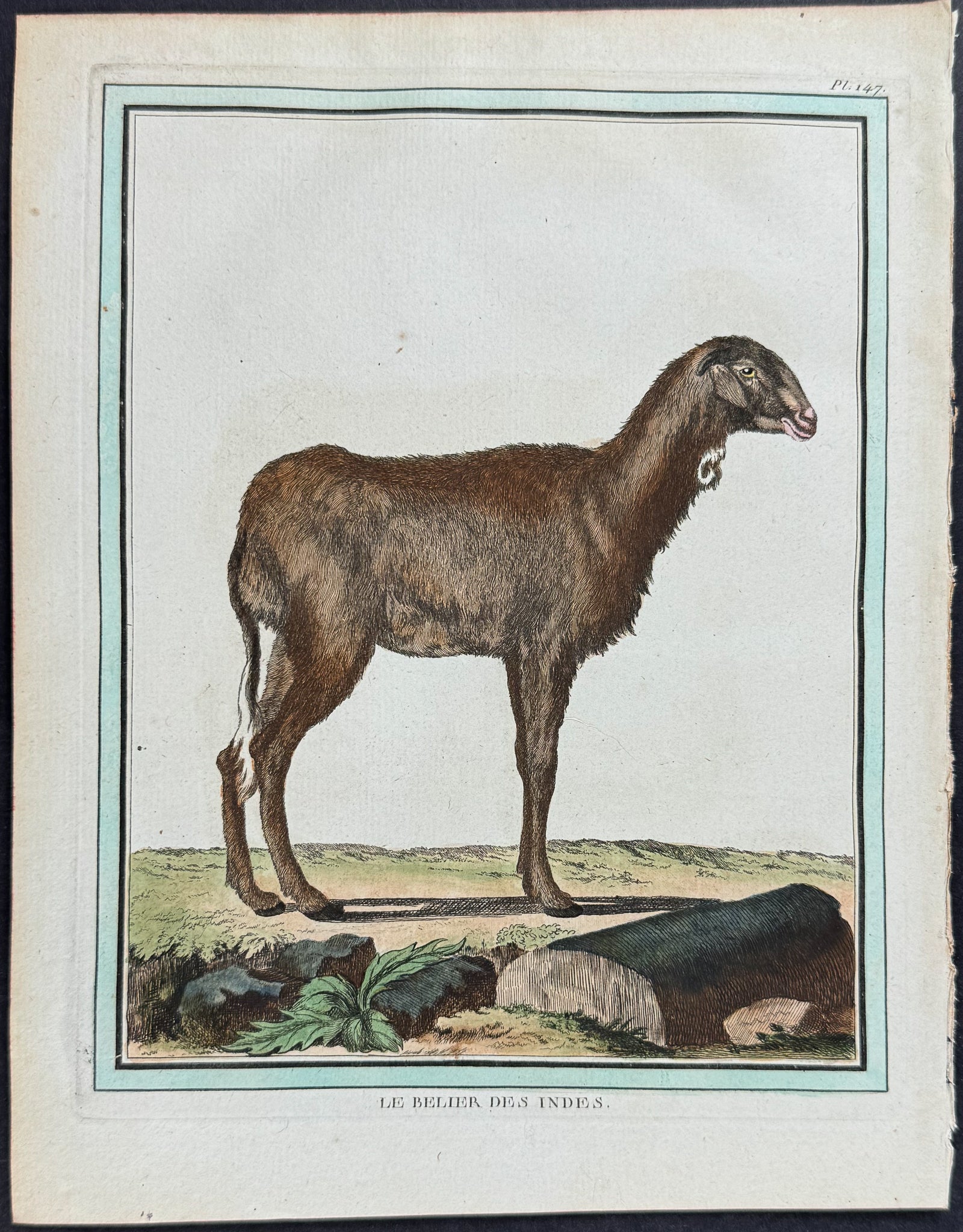 Sheep