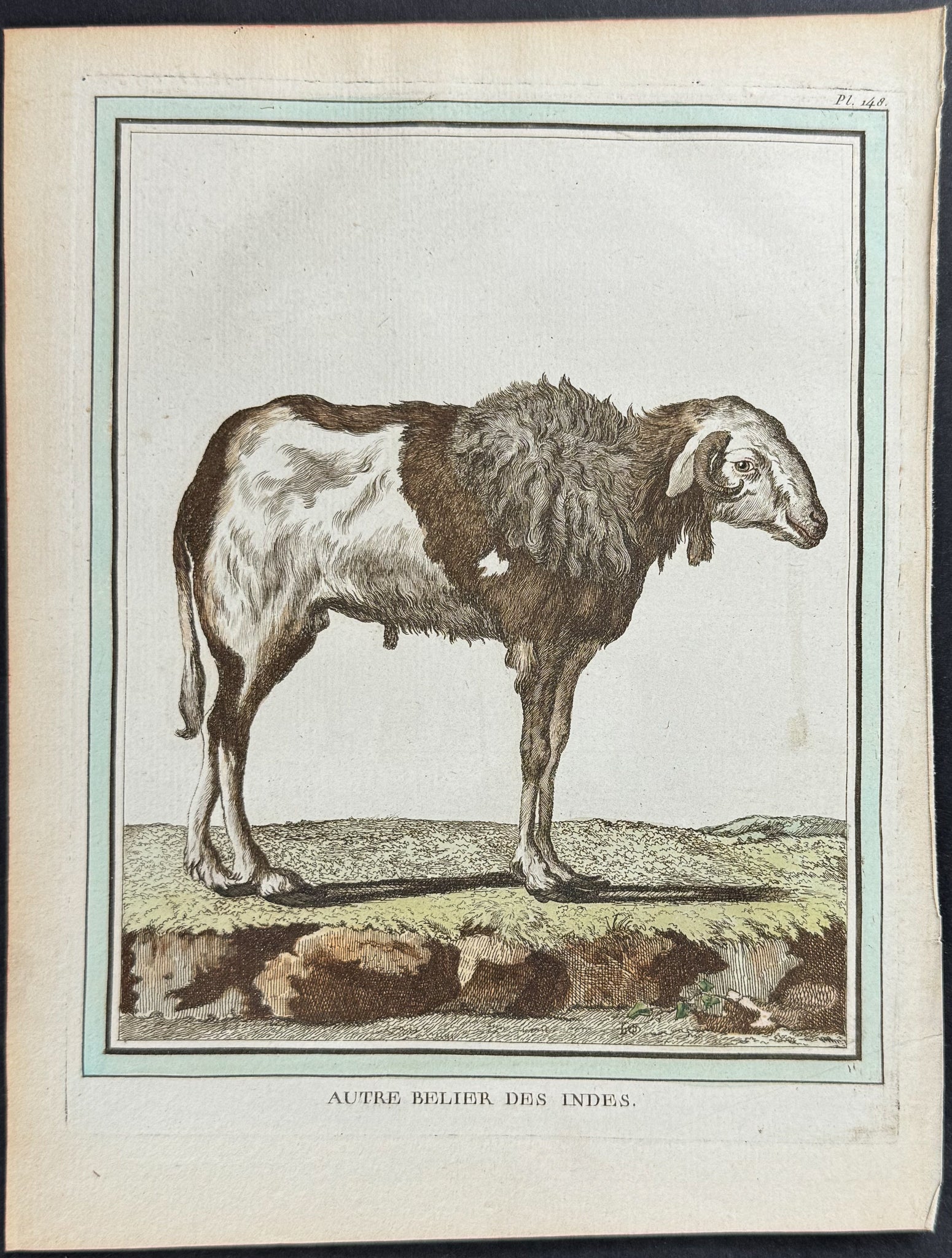 Sheep