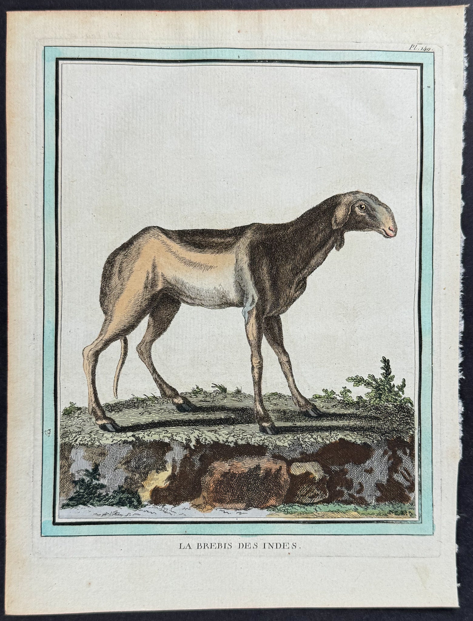 Sheep