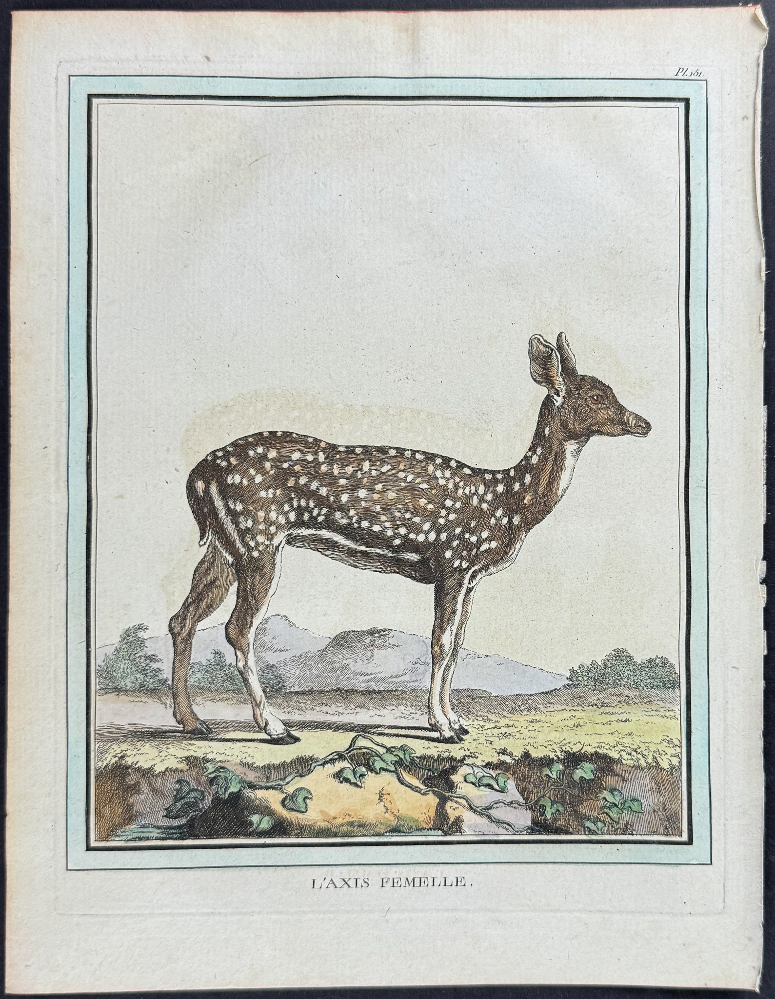 Deer