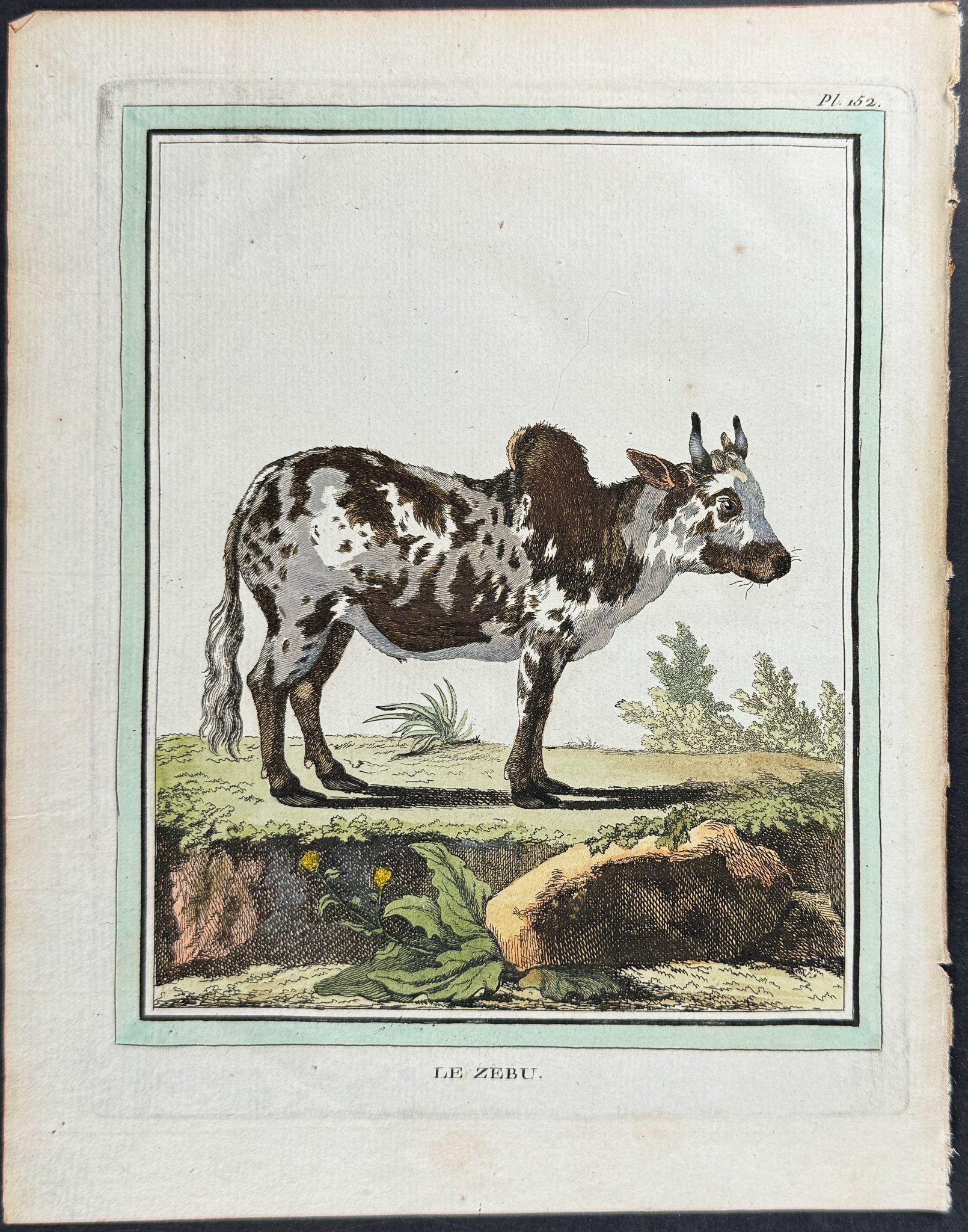 Cow