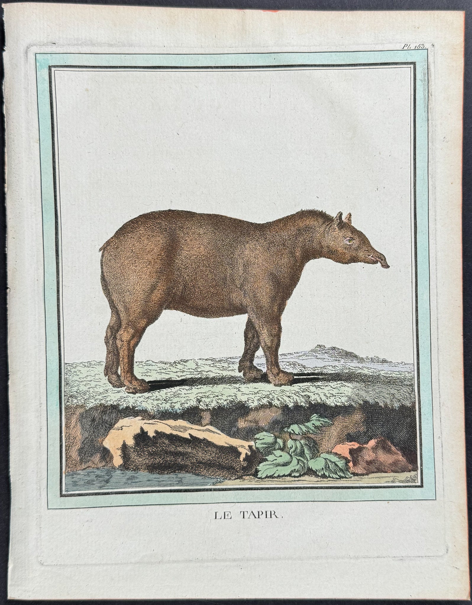 Tapir