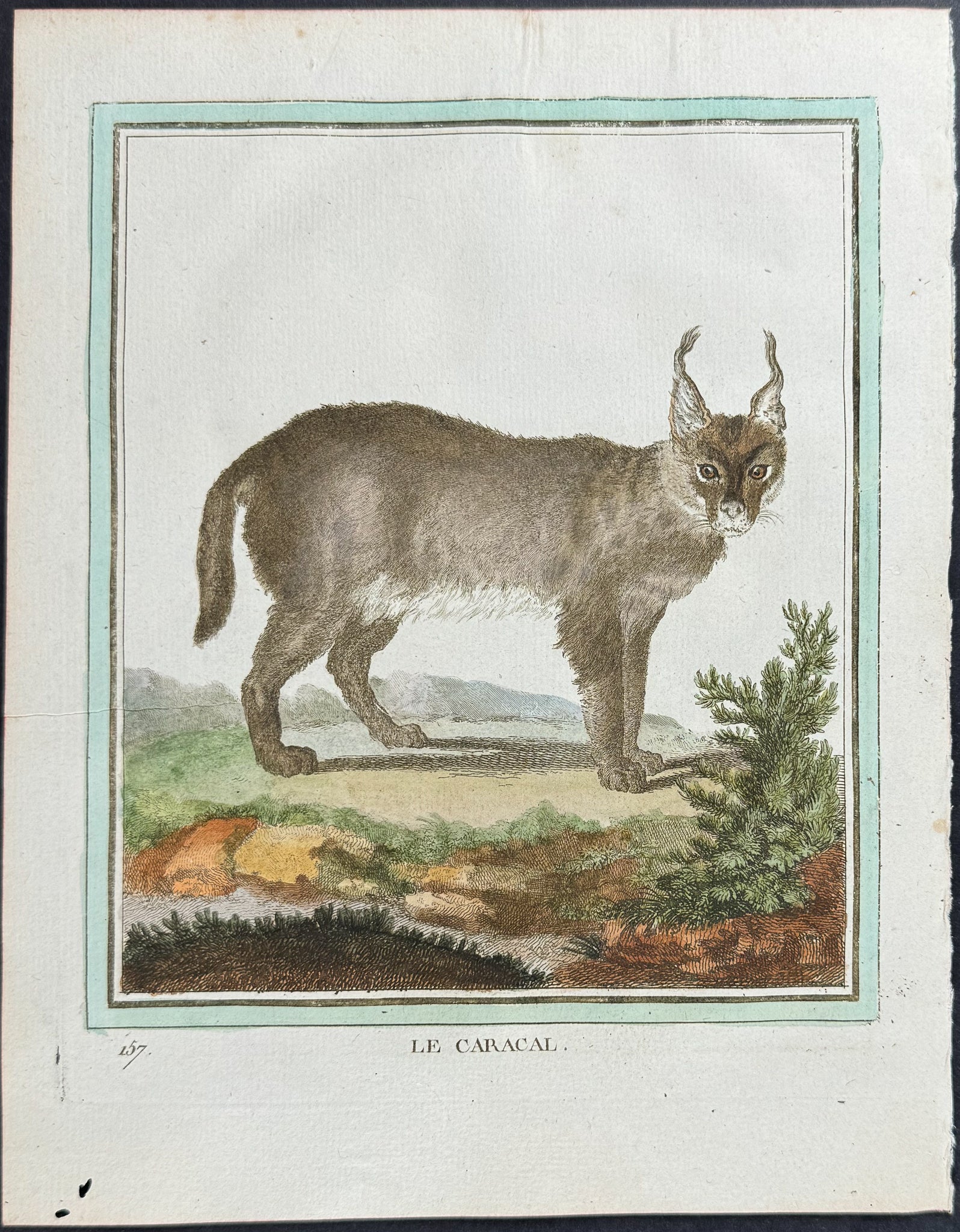 Caracal