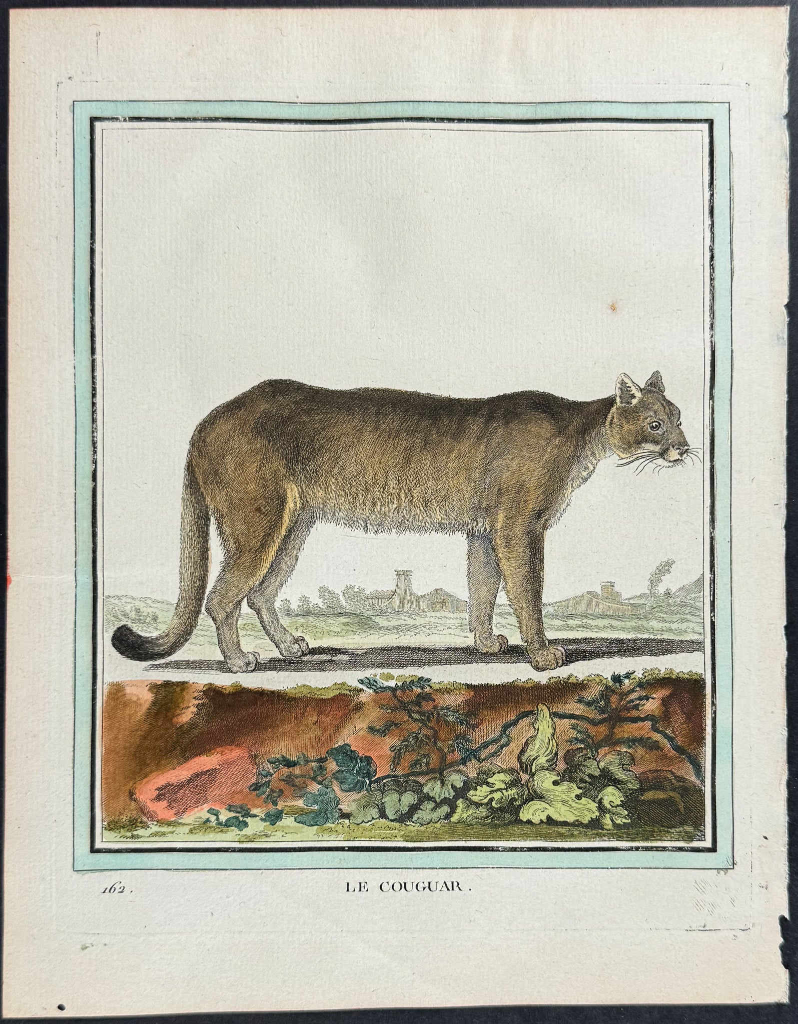 Cougar