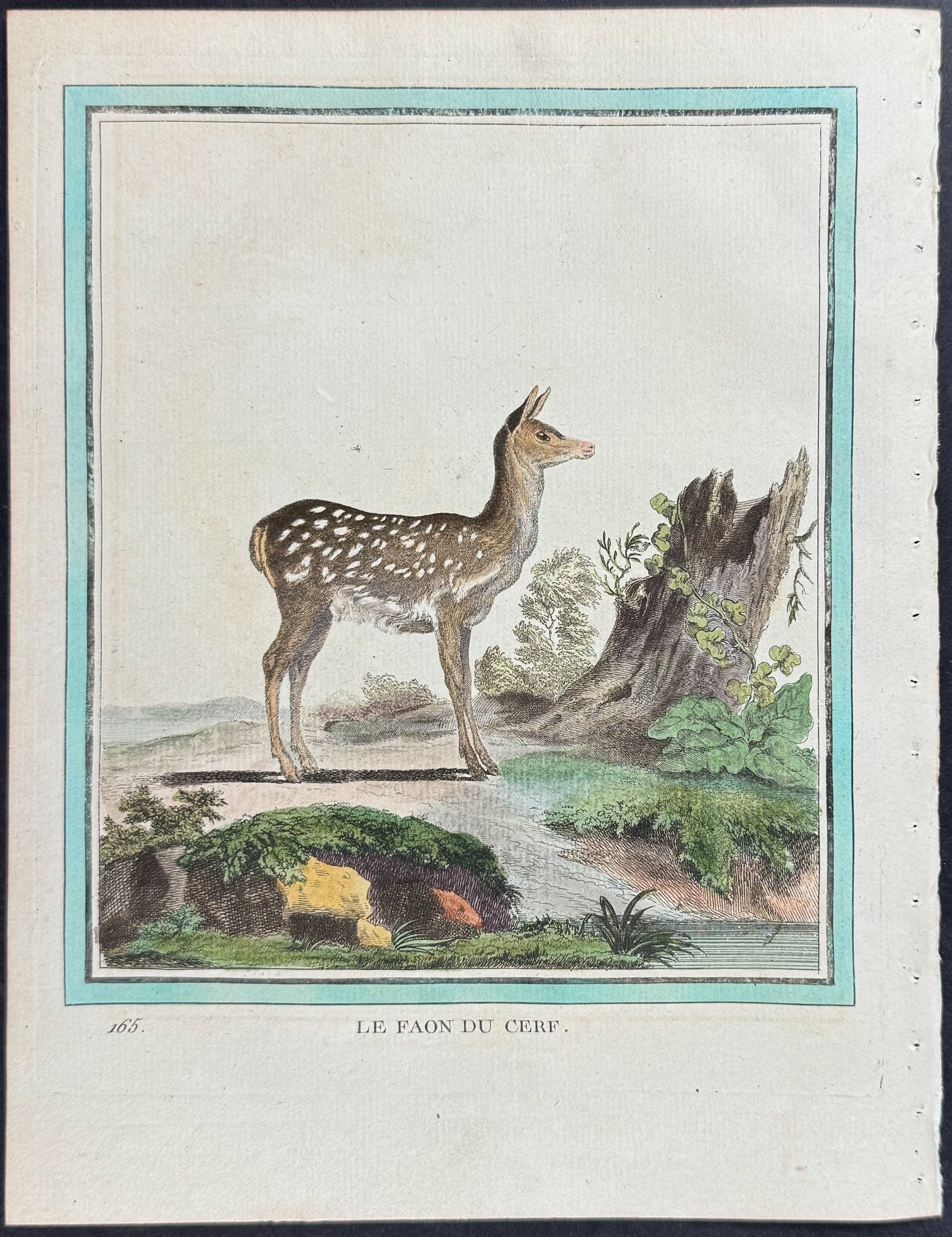 Deer Fawn