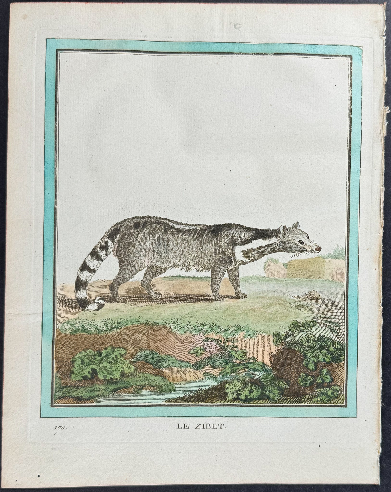 Civet