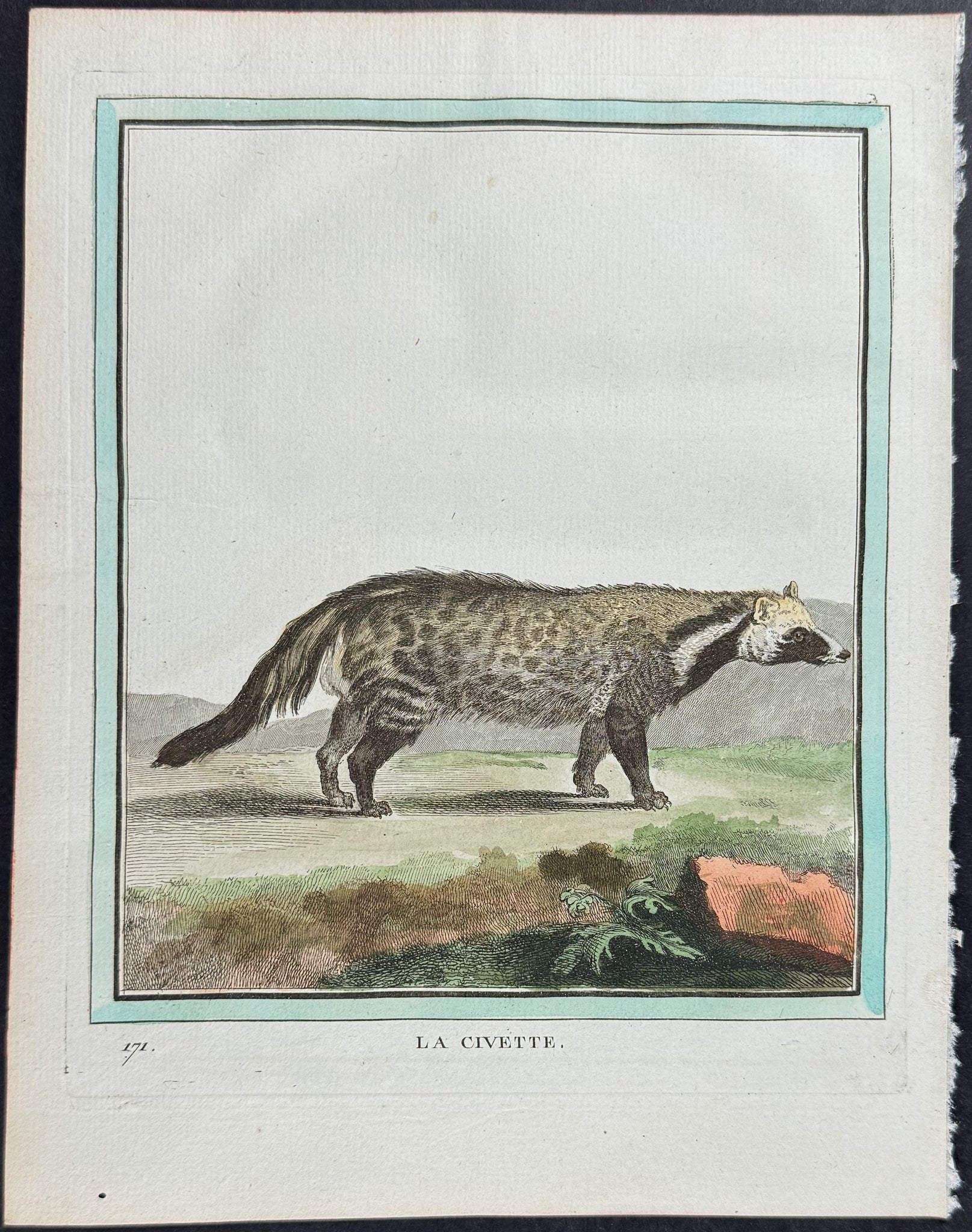 Civet