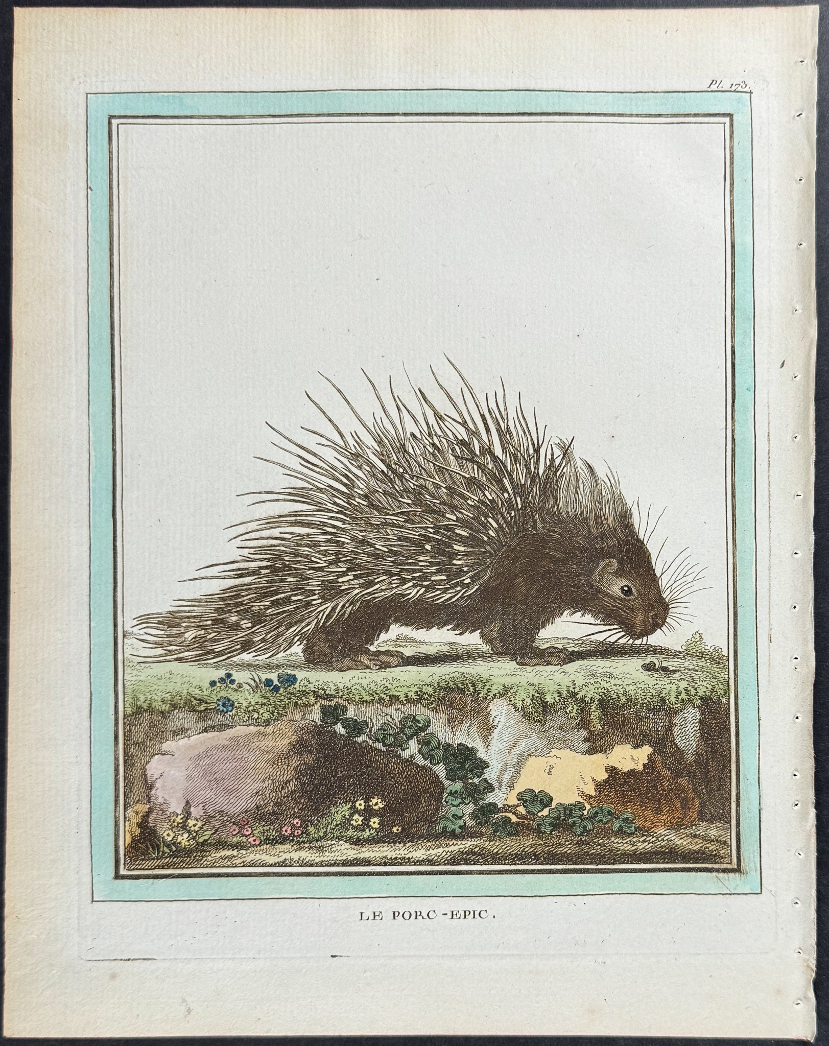 Porcupine