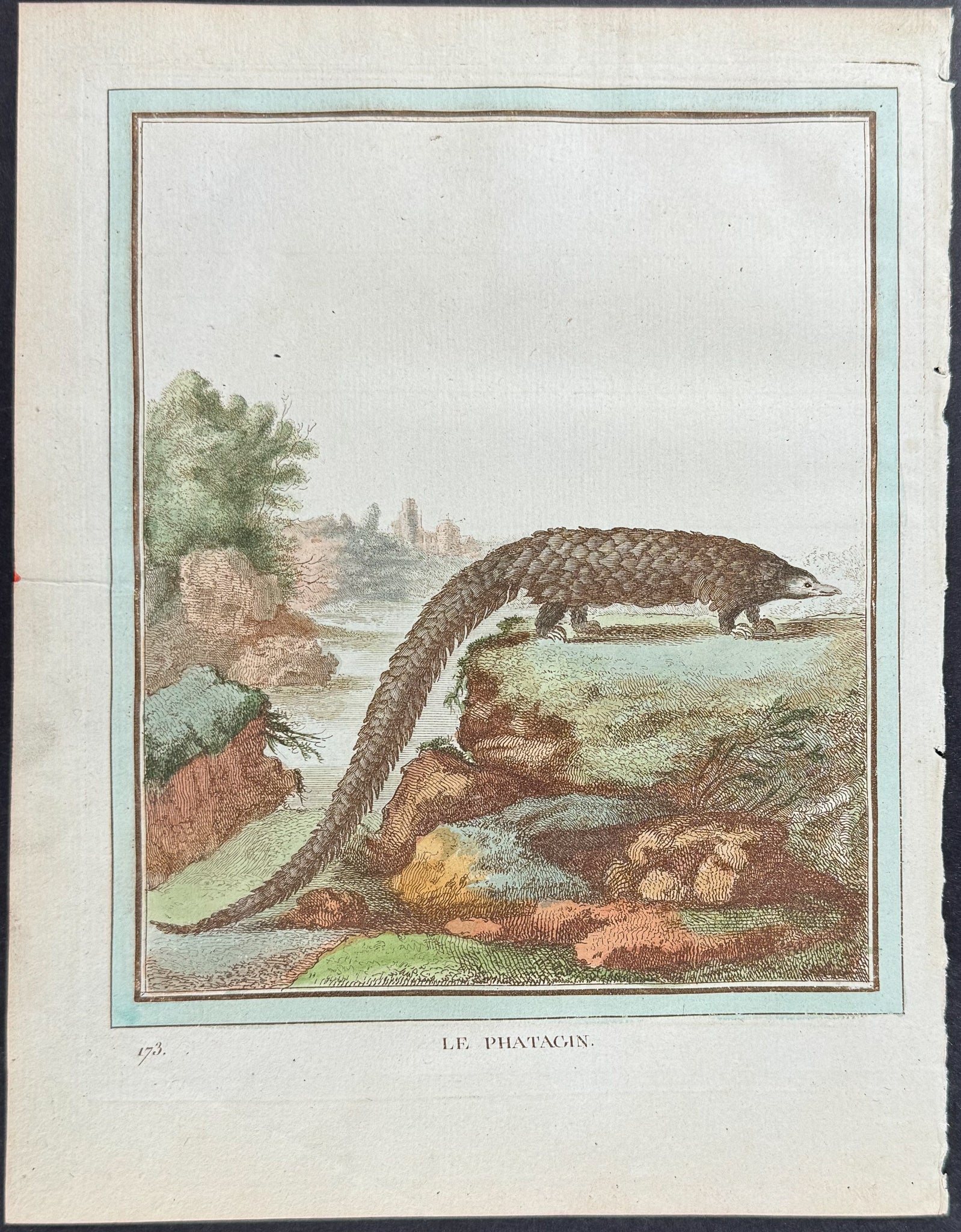 Pangolin