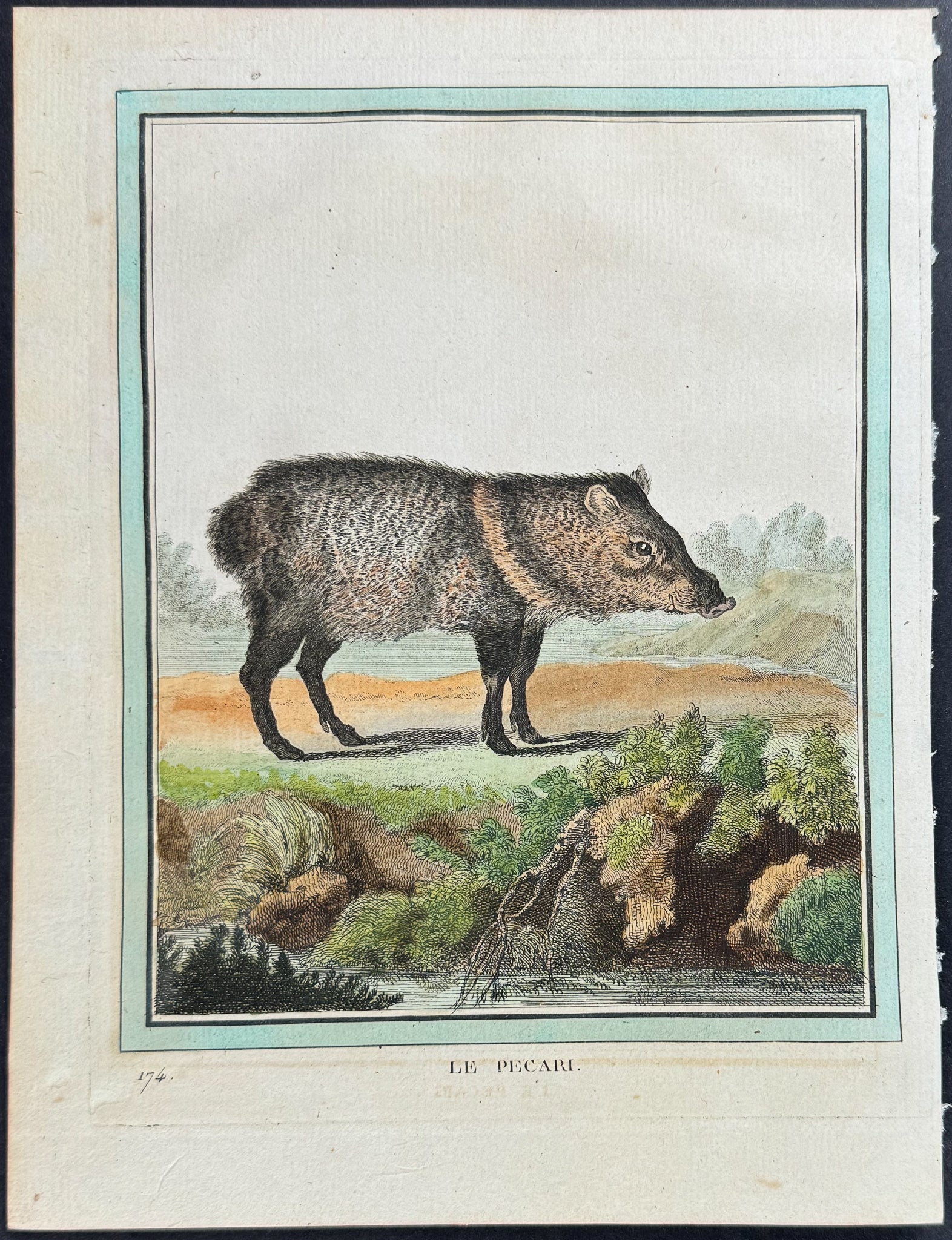 Peccary