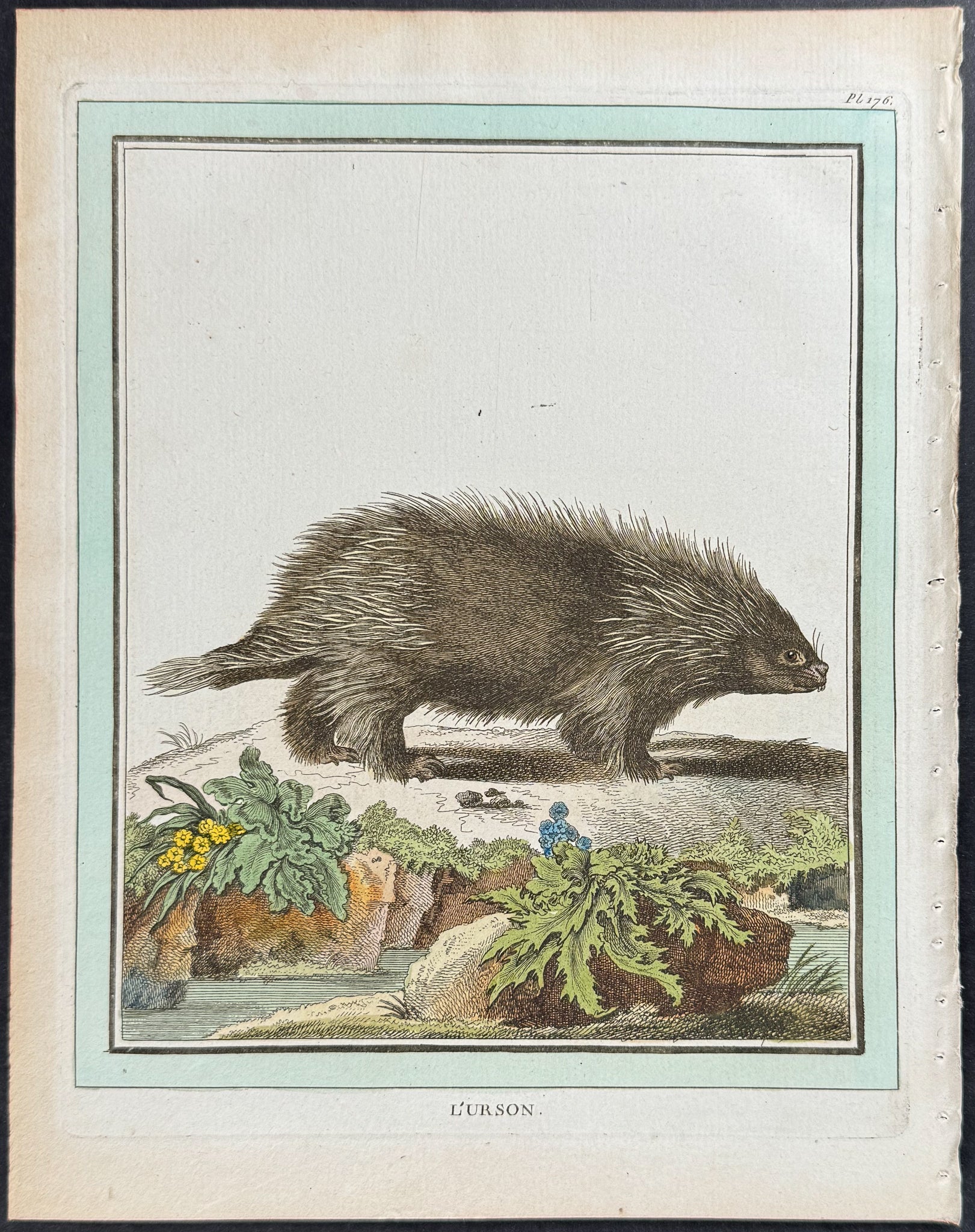 Porcupine