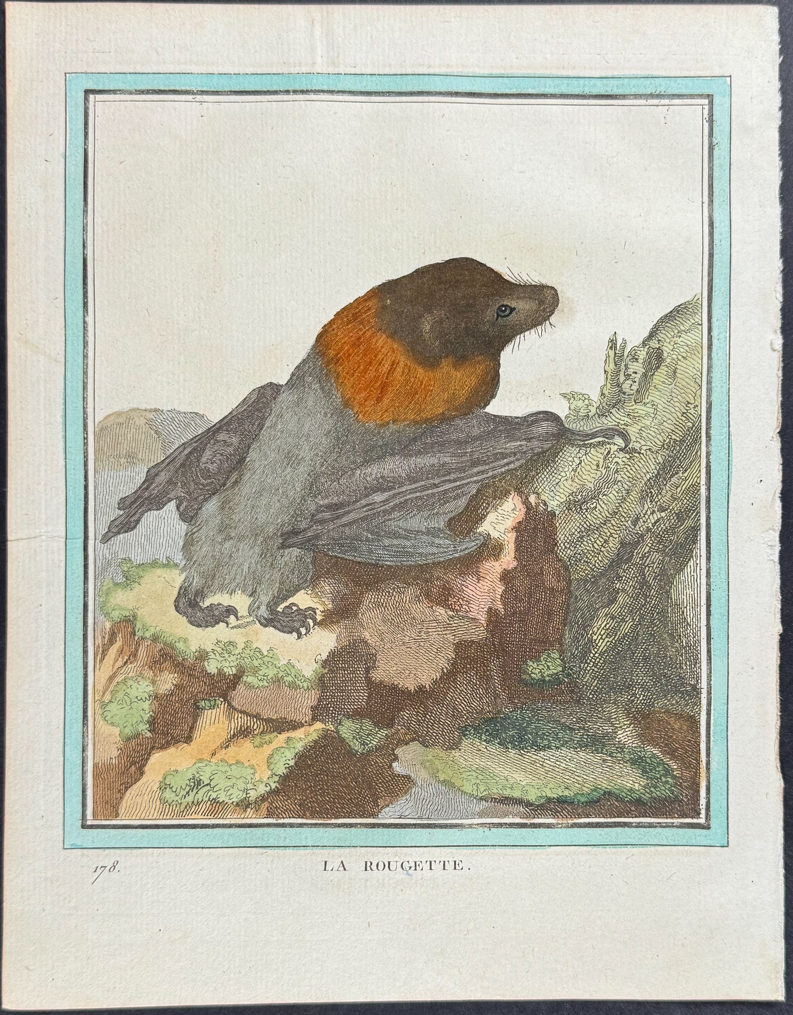 Bat