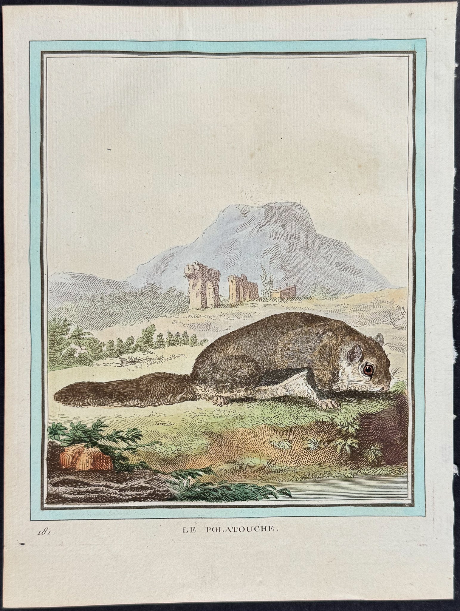 Flying Squirrel