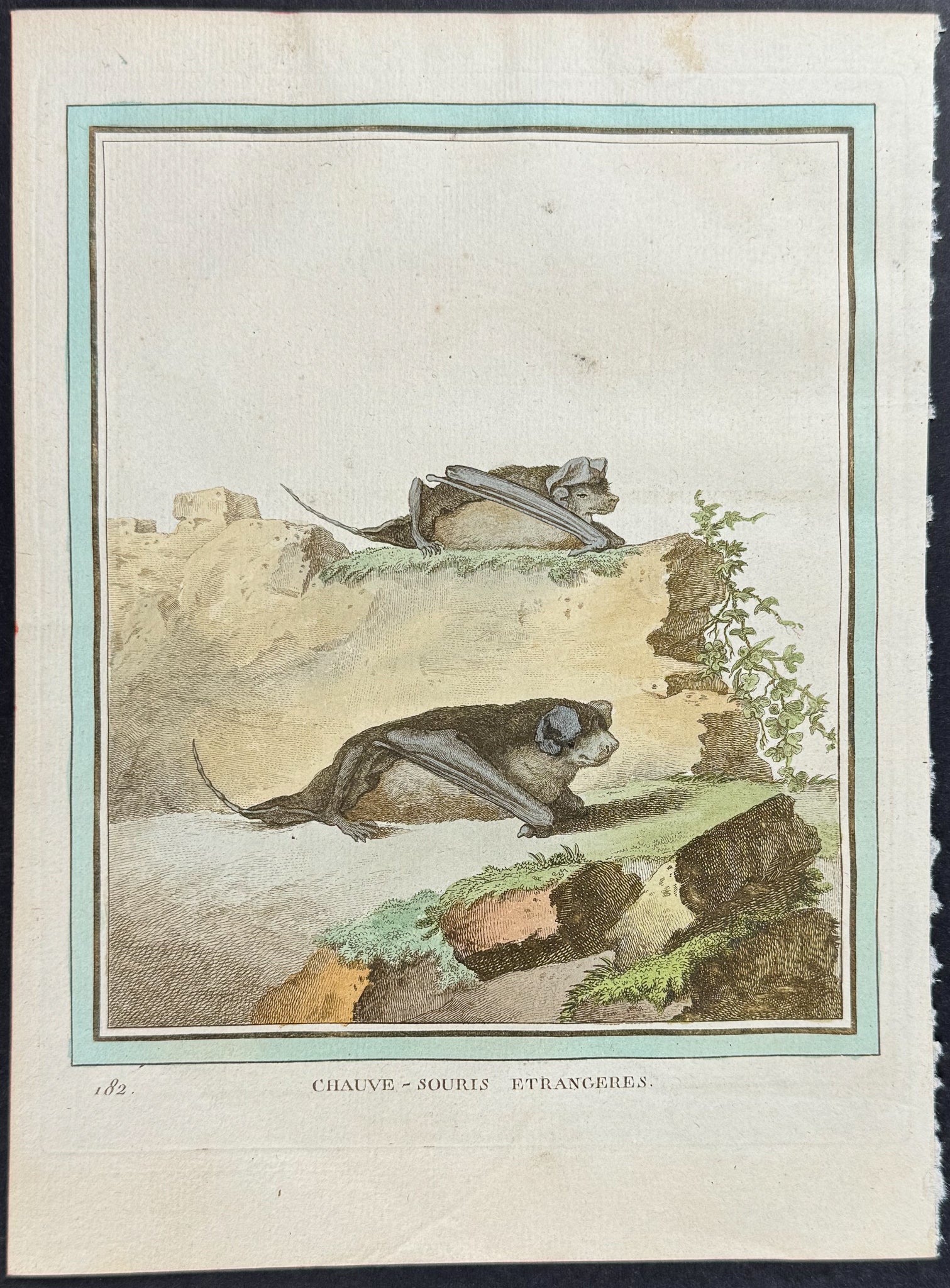 Bat