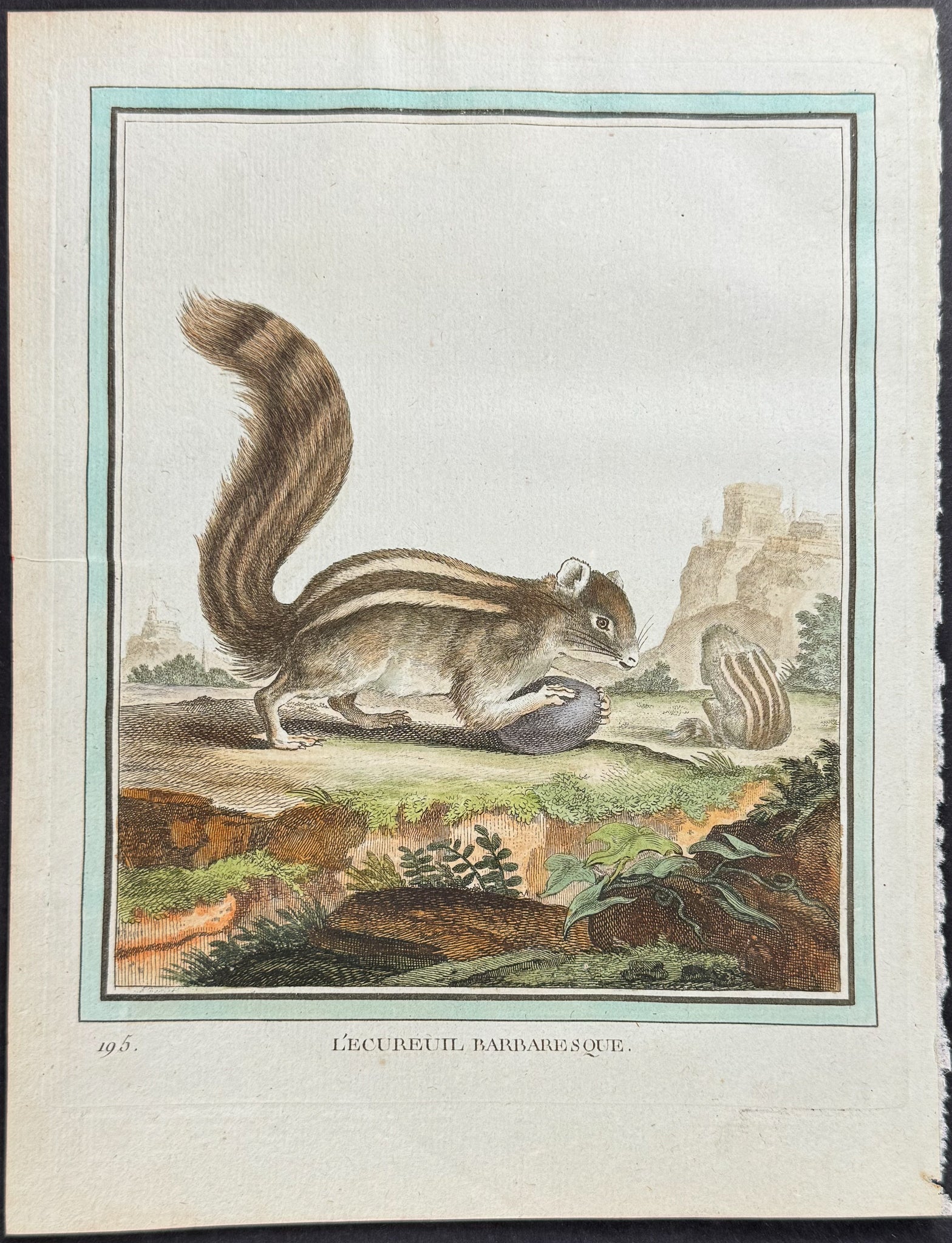 Squirrel