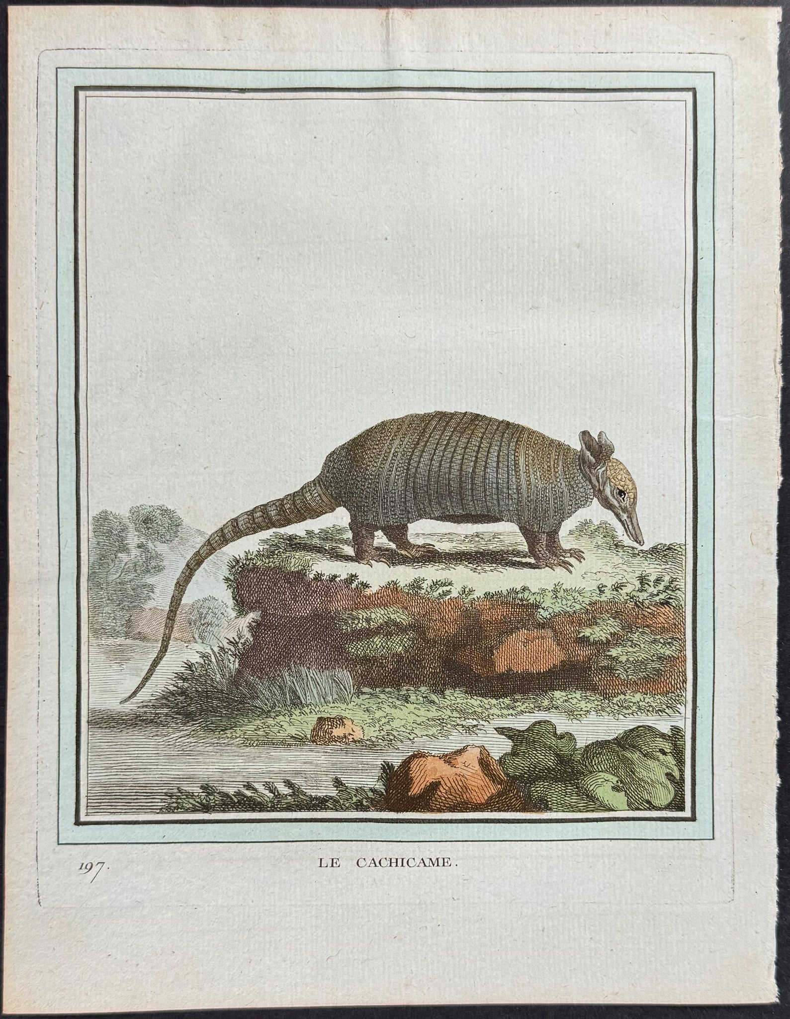 Armadillo